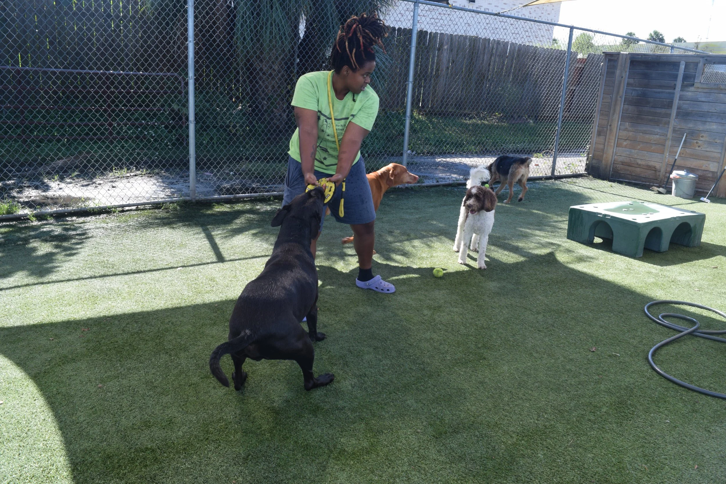Woman playing with multiple dogs in a fenced outdoor area with artificial grass, a hose, and a wooden shed.
