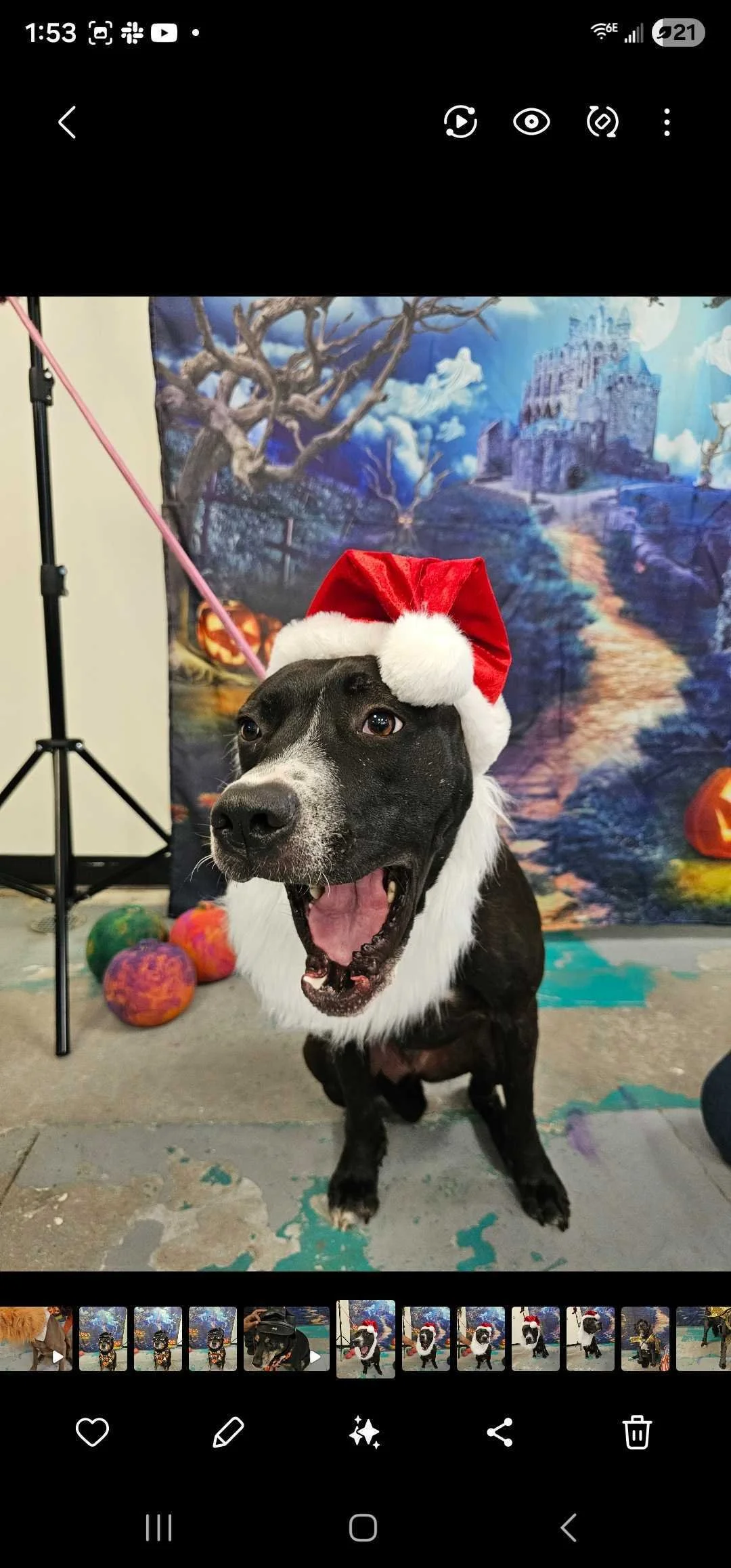 A black and white dog wearing a red and white Santa hat, sitting in front of a Halloween themed backdrop with a spooky castle, trees, pumpkins, and a path, on a grey concrete floor.
