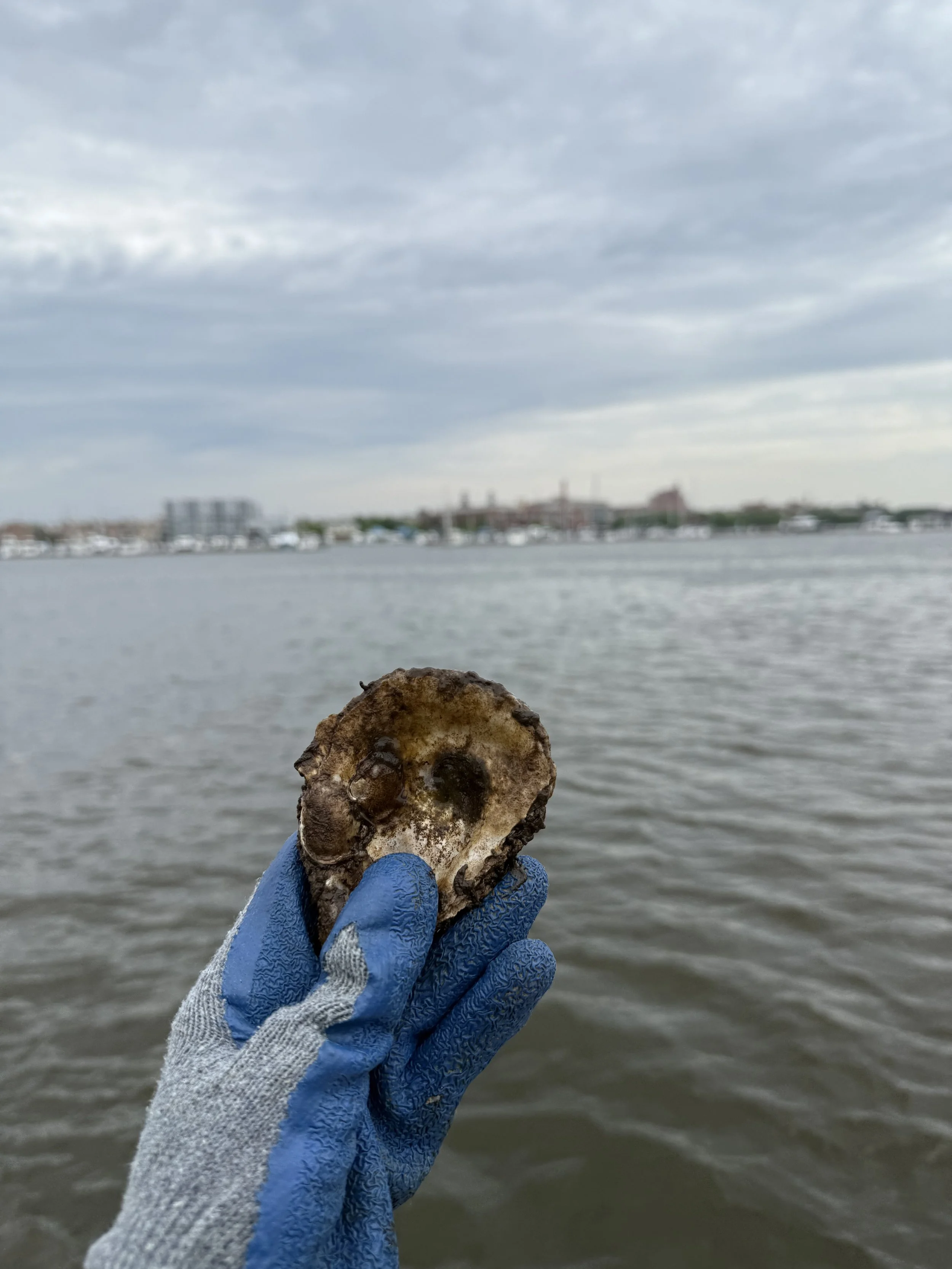 5 Things You Didn’t Know About Oysters