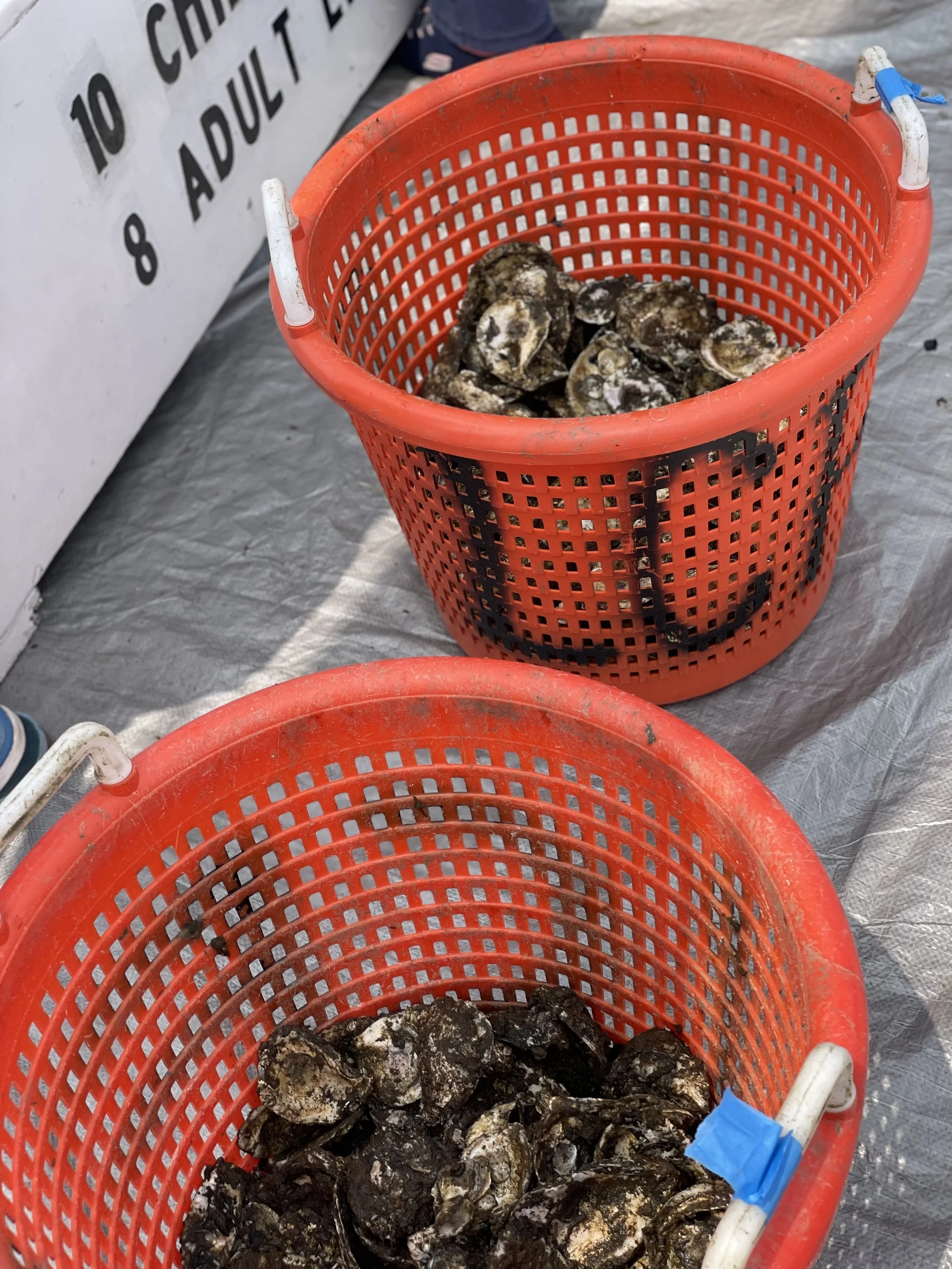 2024-2025 Oyster Gardening Season Recap