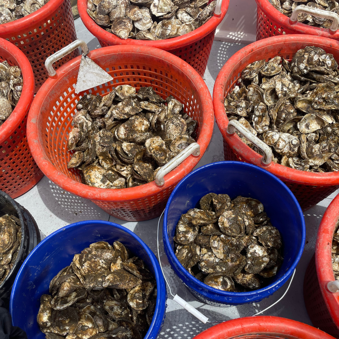 Oyster Planting Boat Ride 