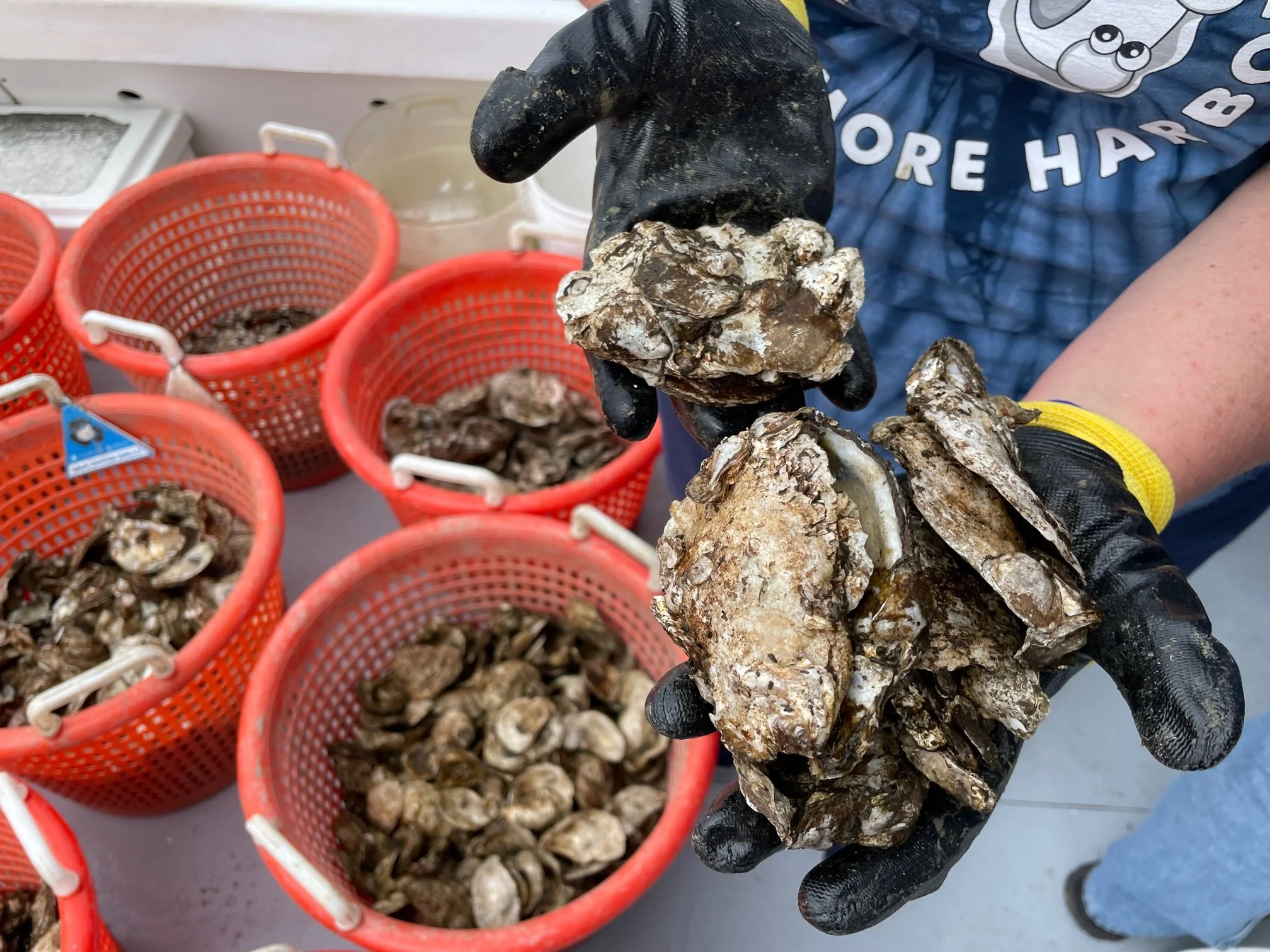 Oyster Boat Planting