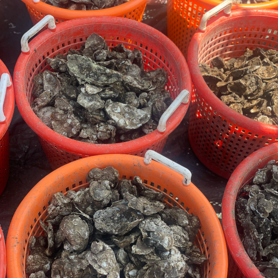 Oyster Garden Installation