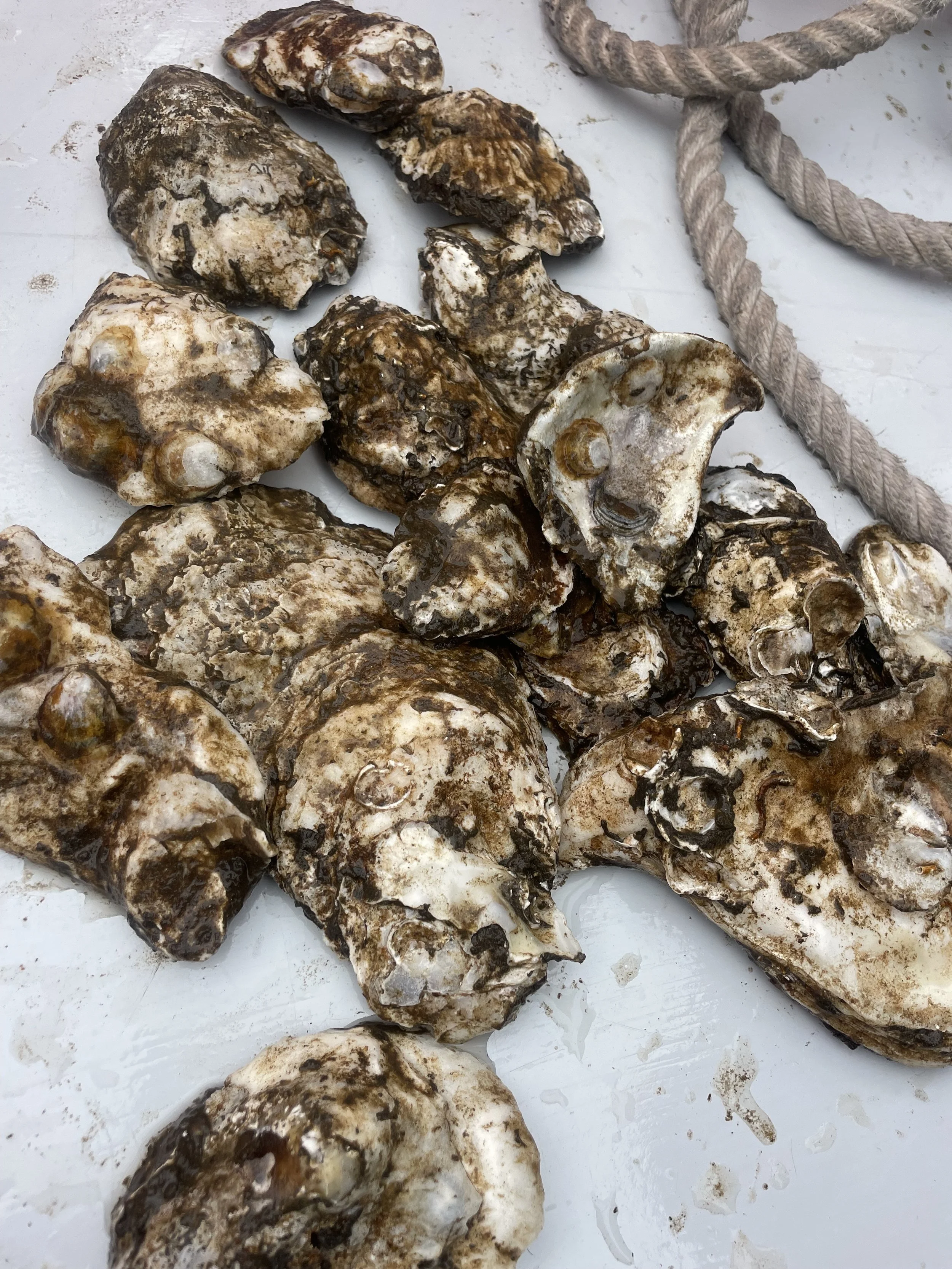 Oyster Garden Installation - Downtown Sailing Center