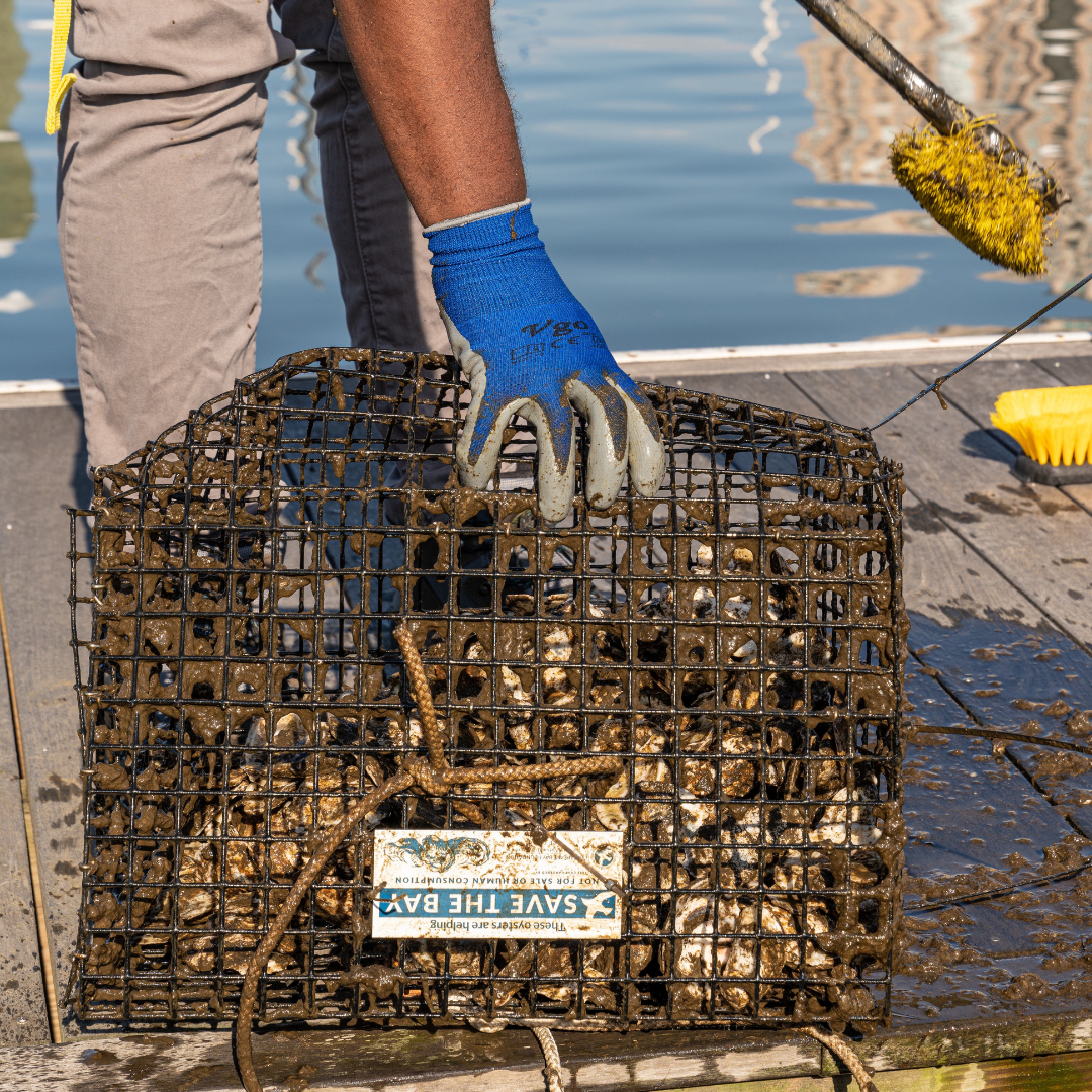 Oyster Gardening - Habitat Cleaning