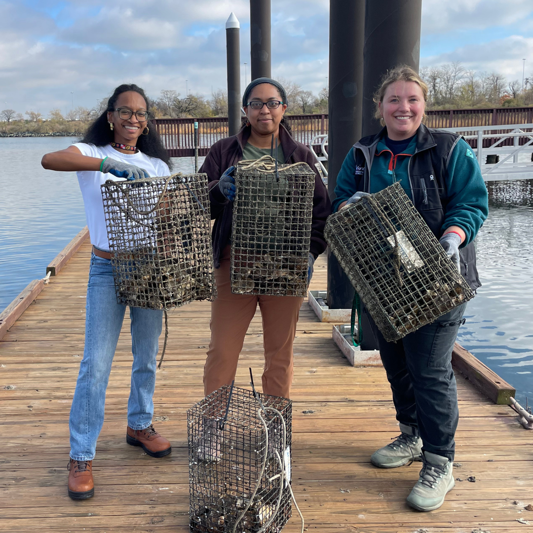 Oyster Gardening - Habitat Cleaning