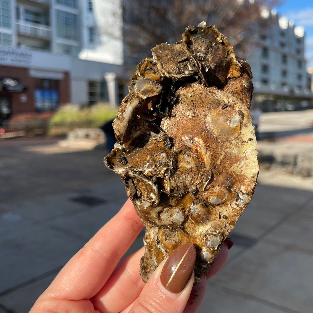 Oyster Gardening - Habitat Cleaning