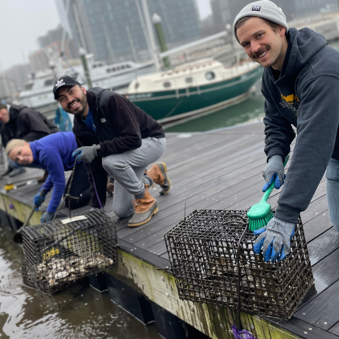 Oyster Gardening - Habitat Cleaning