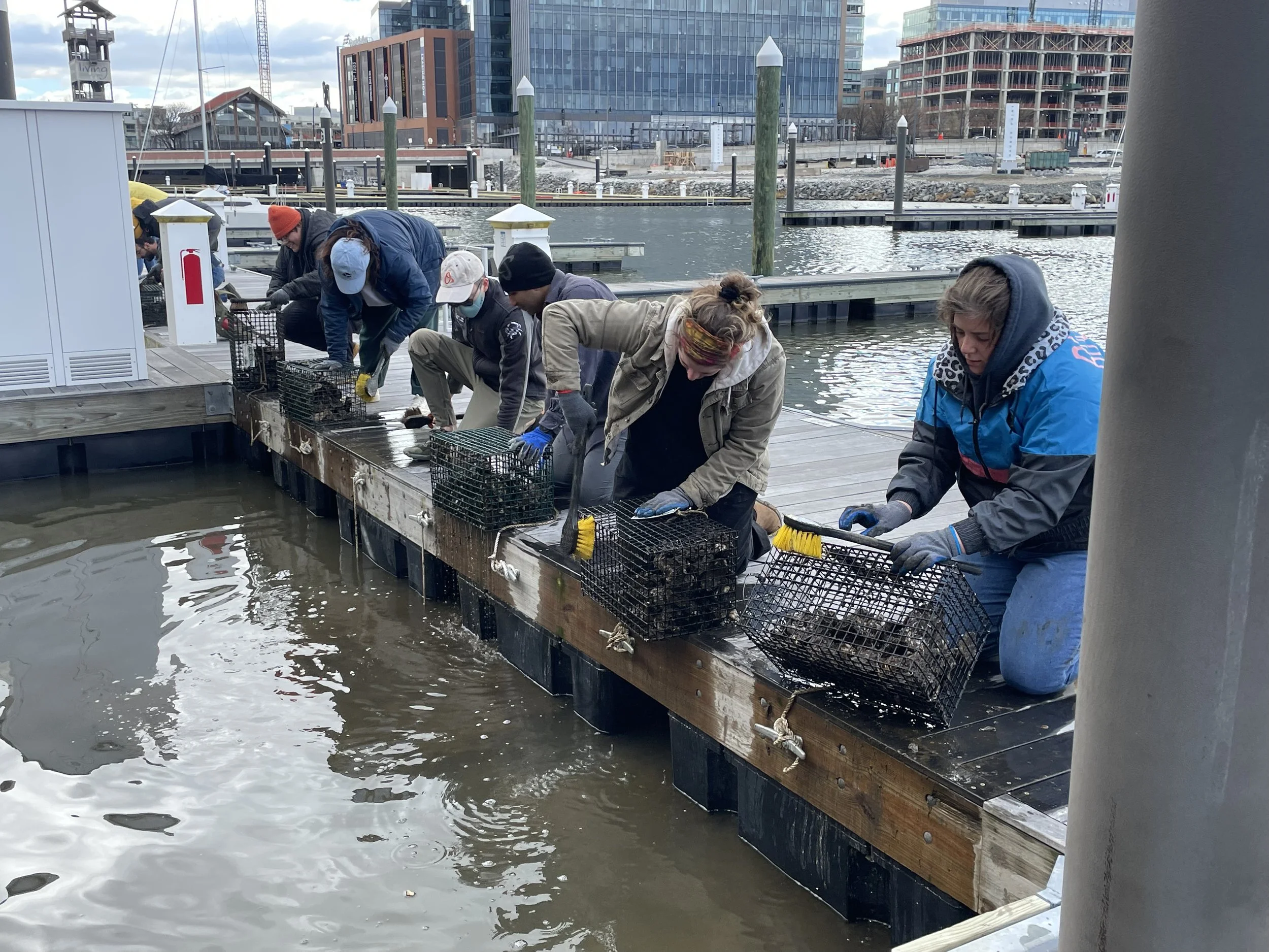 Oyster Gardening - Habitat Installation at Port Covington Marina