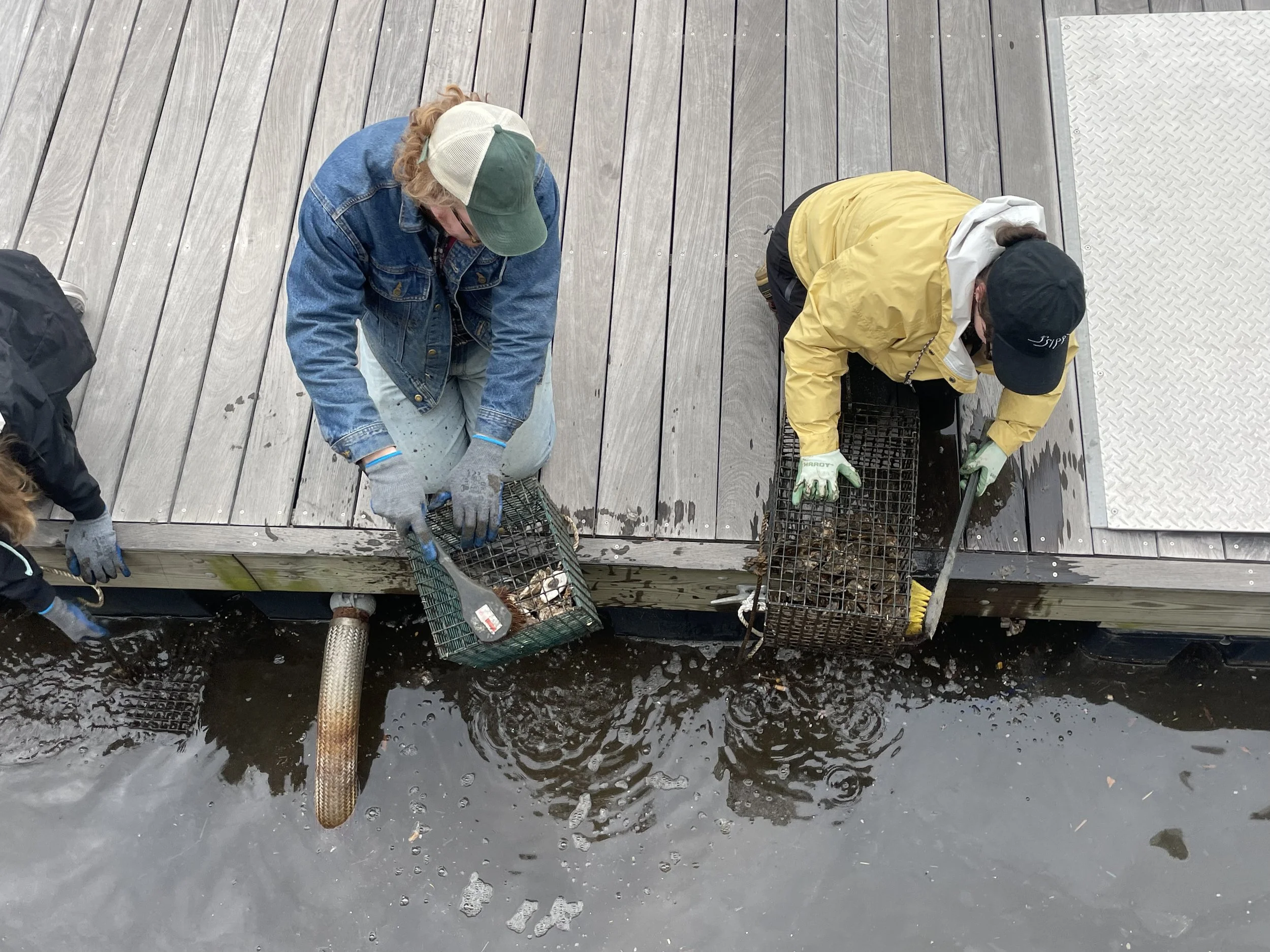 Oyster Gardening - Habitat Installation at Harbor East Marina