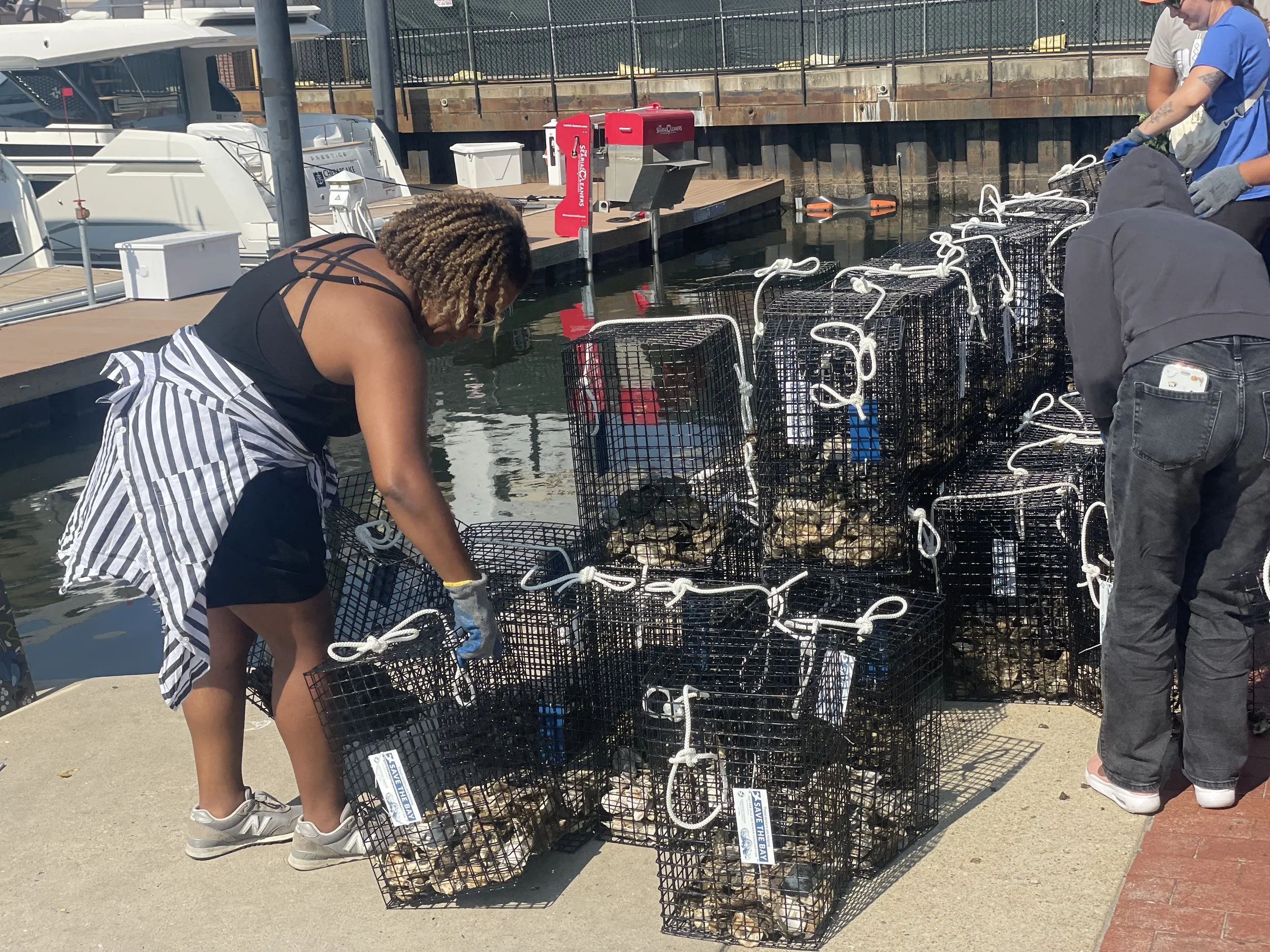 Oyster Gardening - Habitat Installation at the Inner Harbor Amphitheater