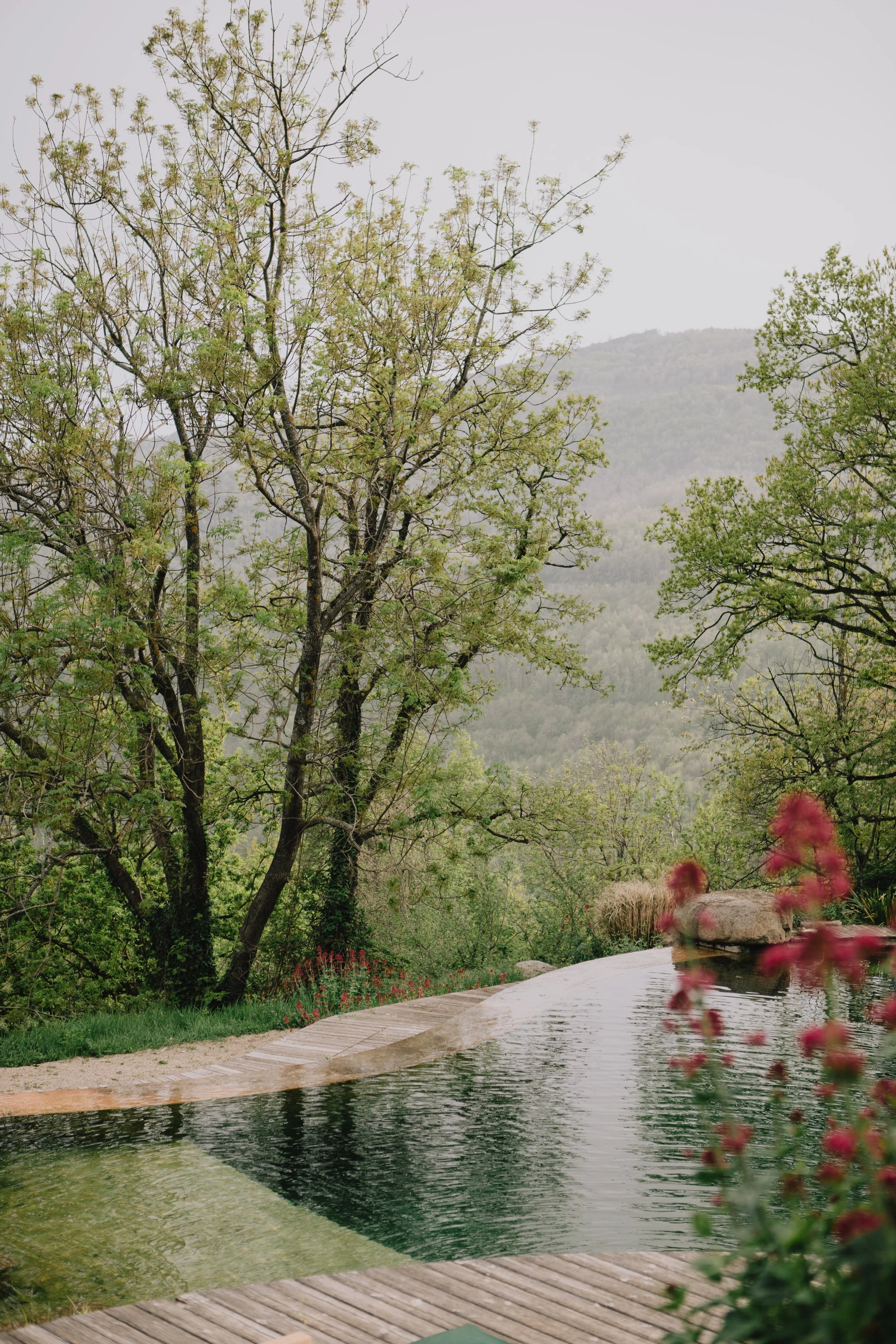 A peaceful outdoor scene with a small pond or pool surrounded by lush green trees and a misty mountain in the background, with pink flowers in the foreground.