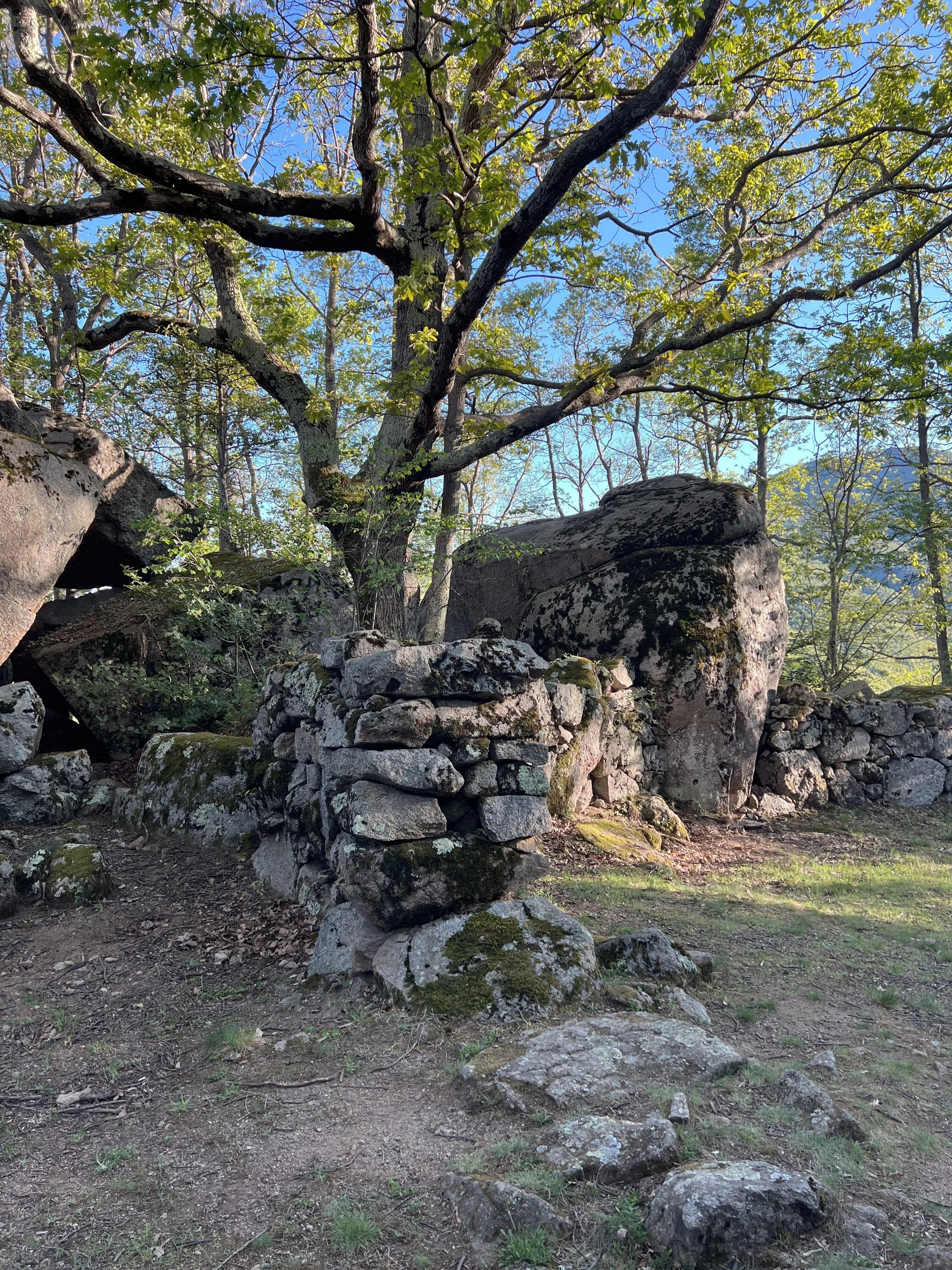 A forest scene with a large tree, rocks, moss-covered stones, and a stone structure or cairn, under a clear blue sky.