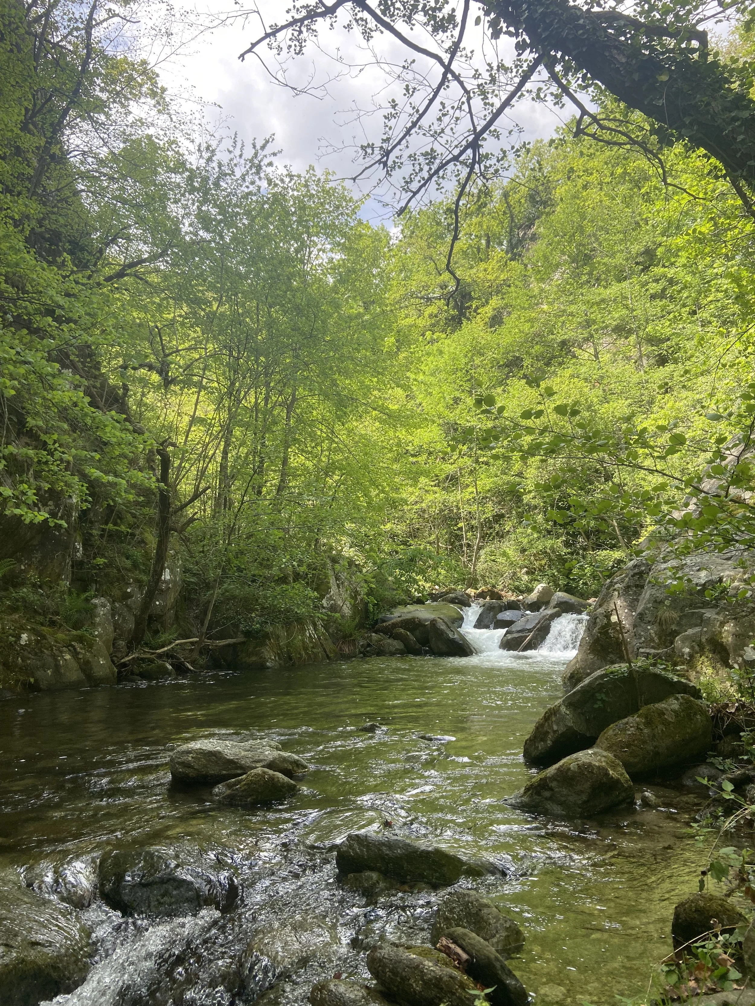 A peaceful stream flowing through a lush green forest with trees and rocks on both sides, and a cloudy sky visible through the branches.