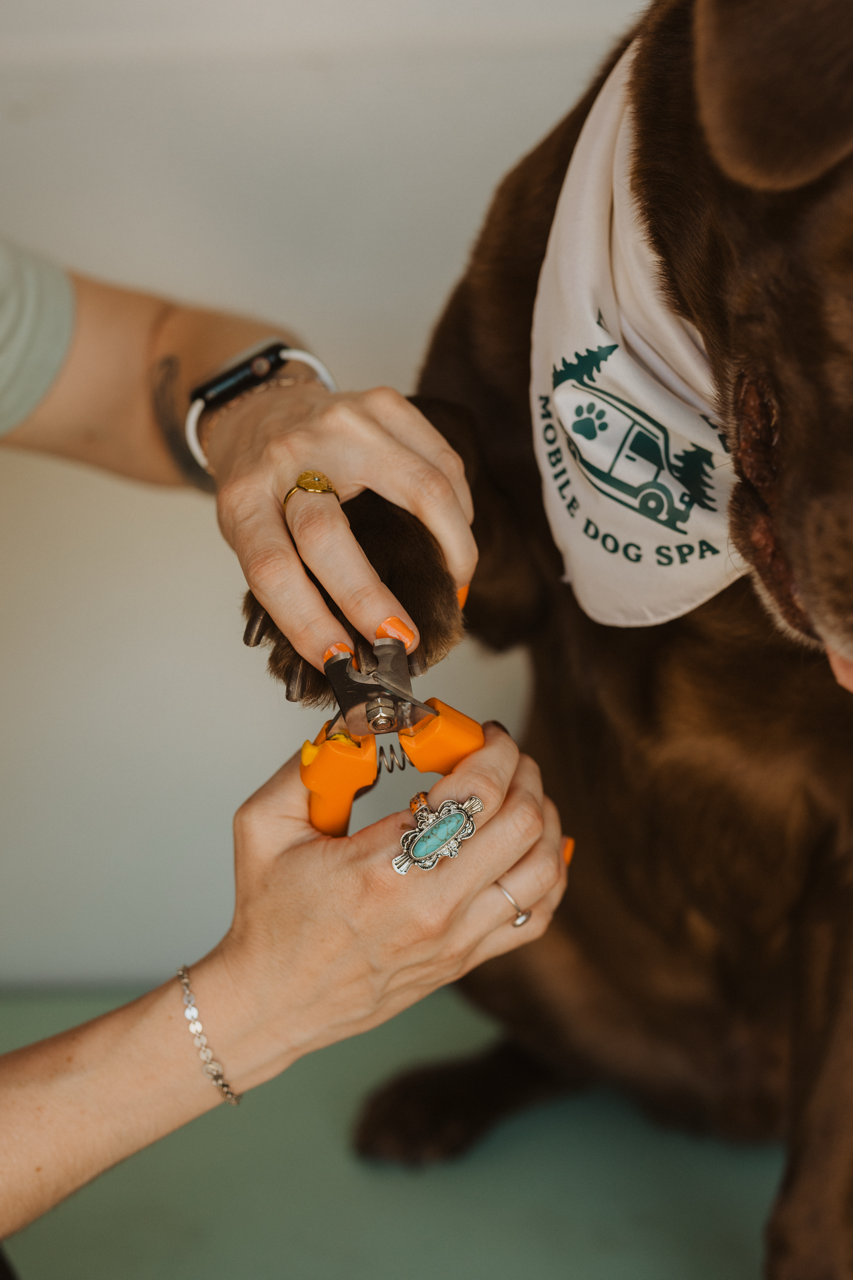 sneaks- dog spa-31 Large.png