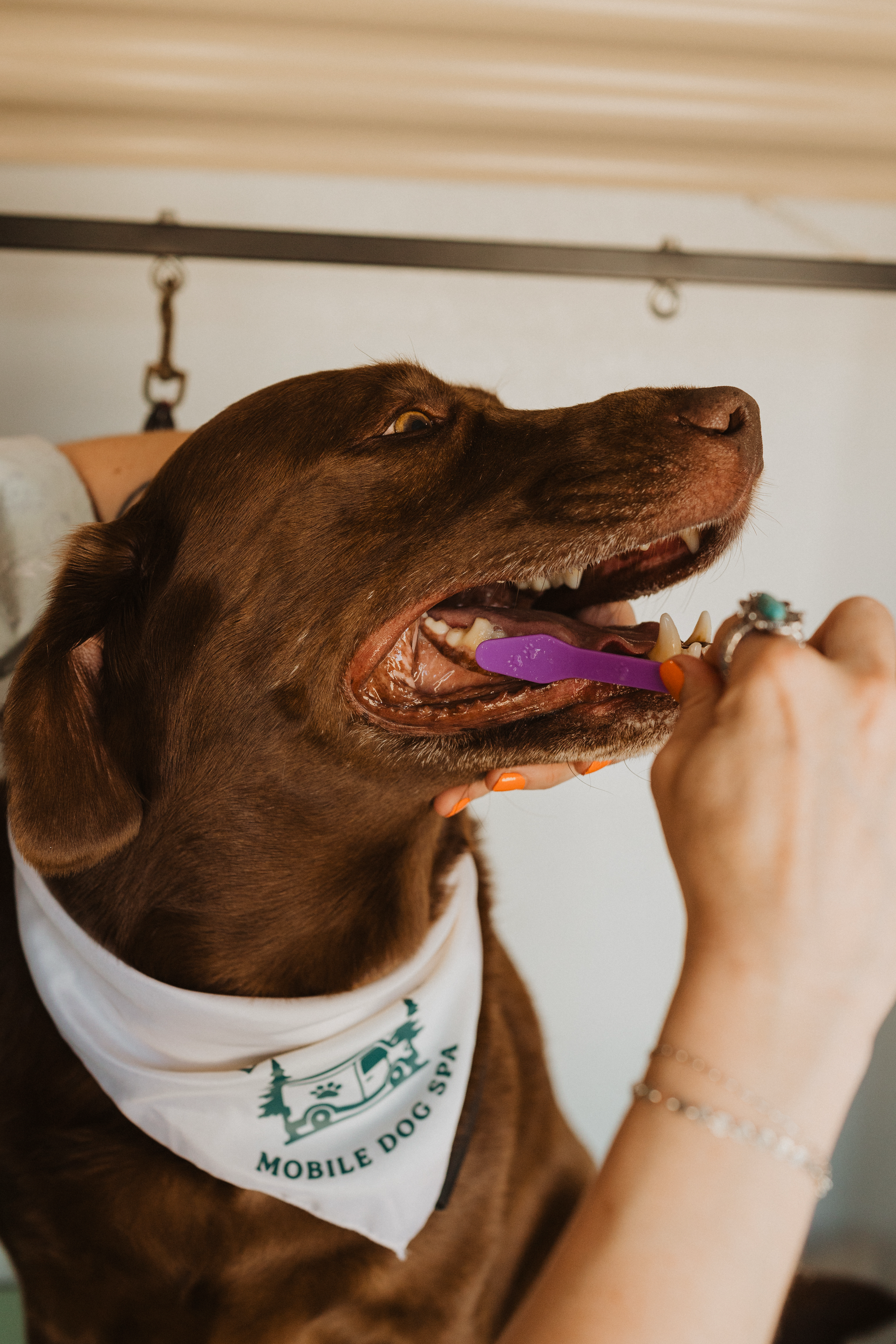 sneaks- dog spa-6.png