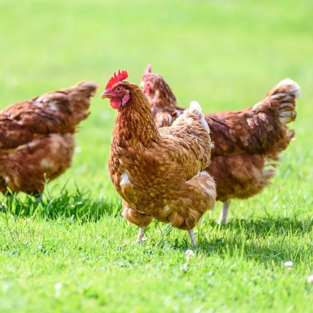 Chicken Talk