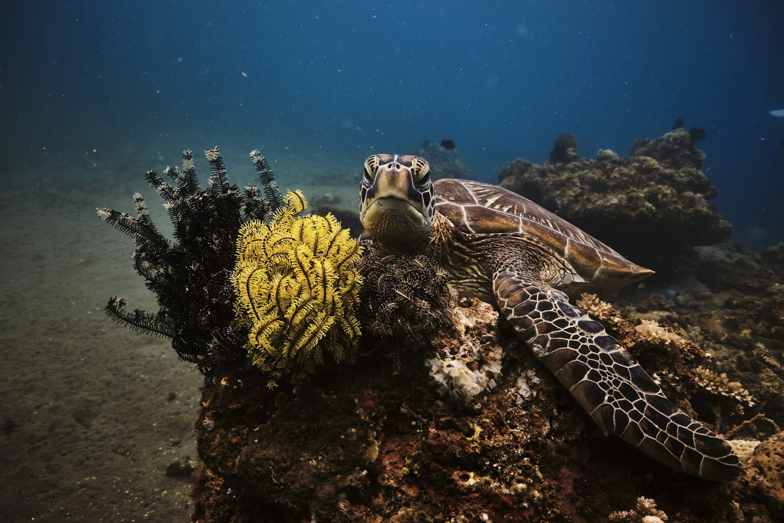 Underwater scene with a sea turtle resting on a coral reef