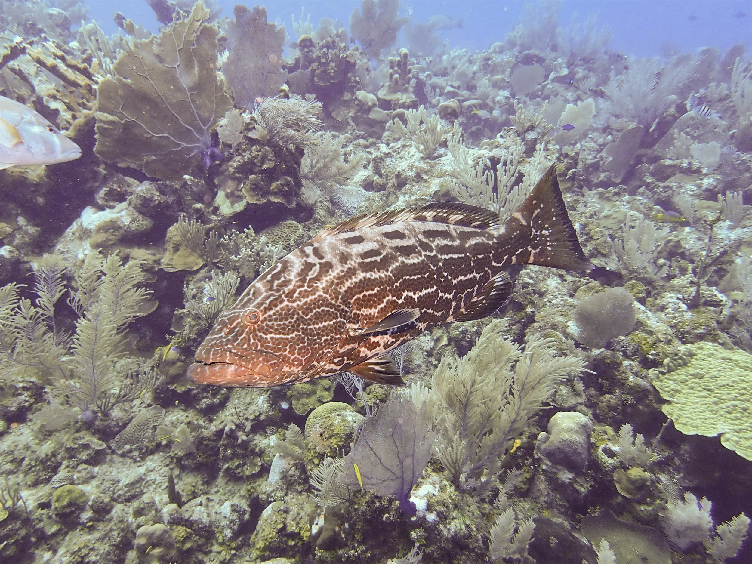 Grouper