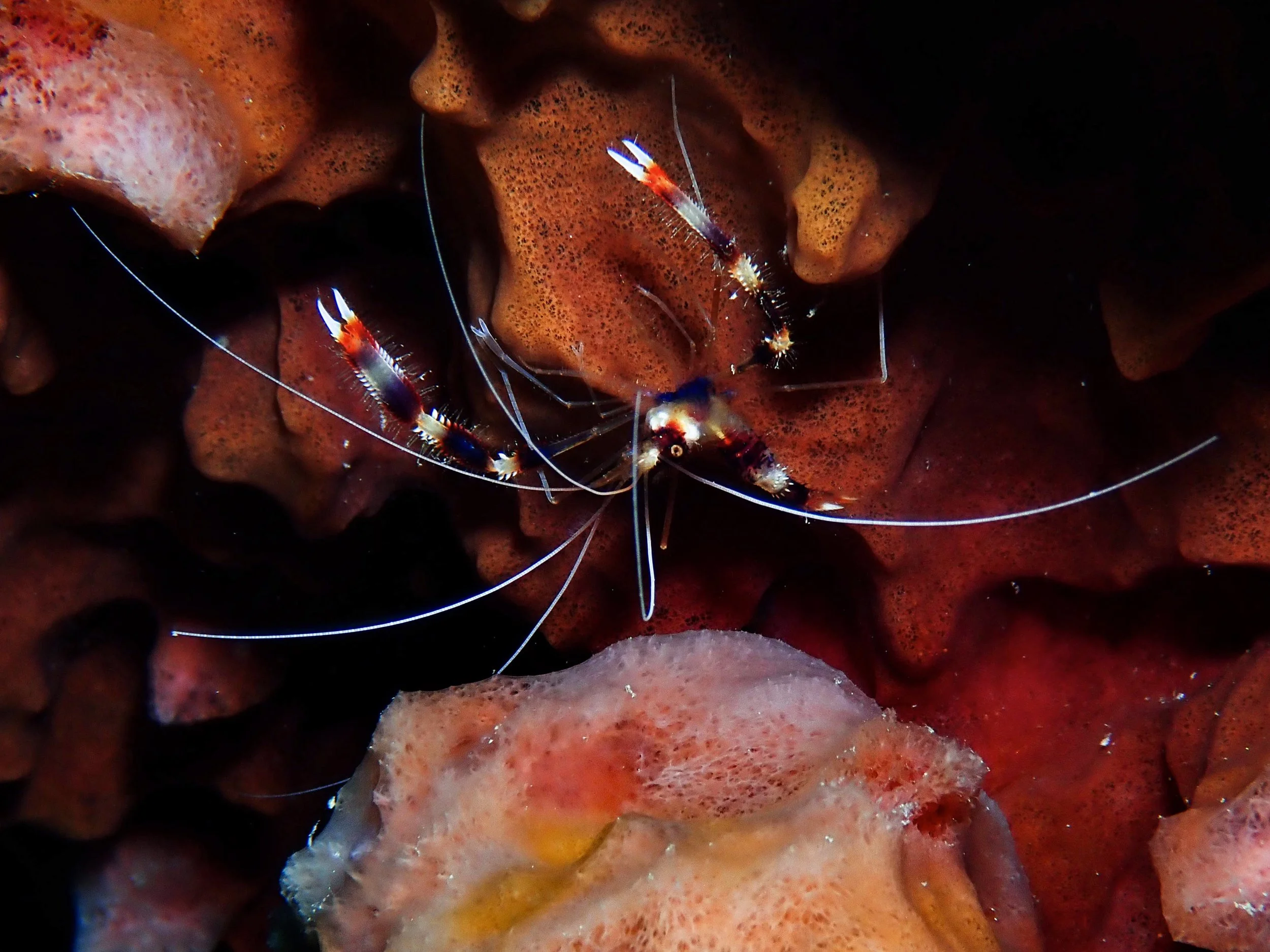 Banded Shrimp