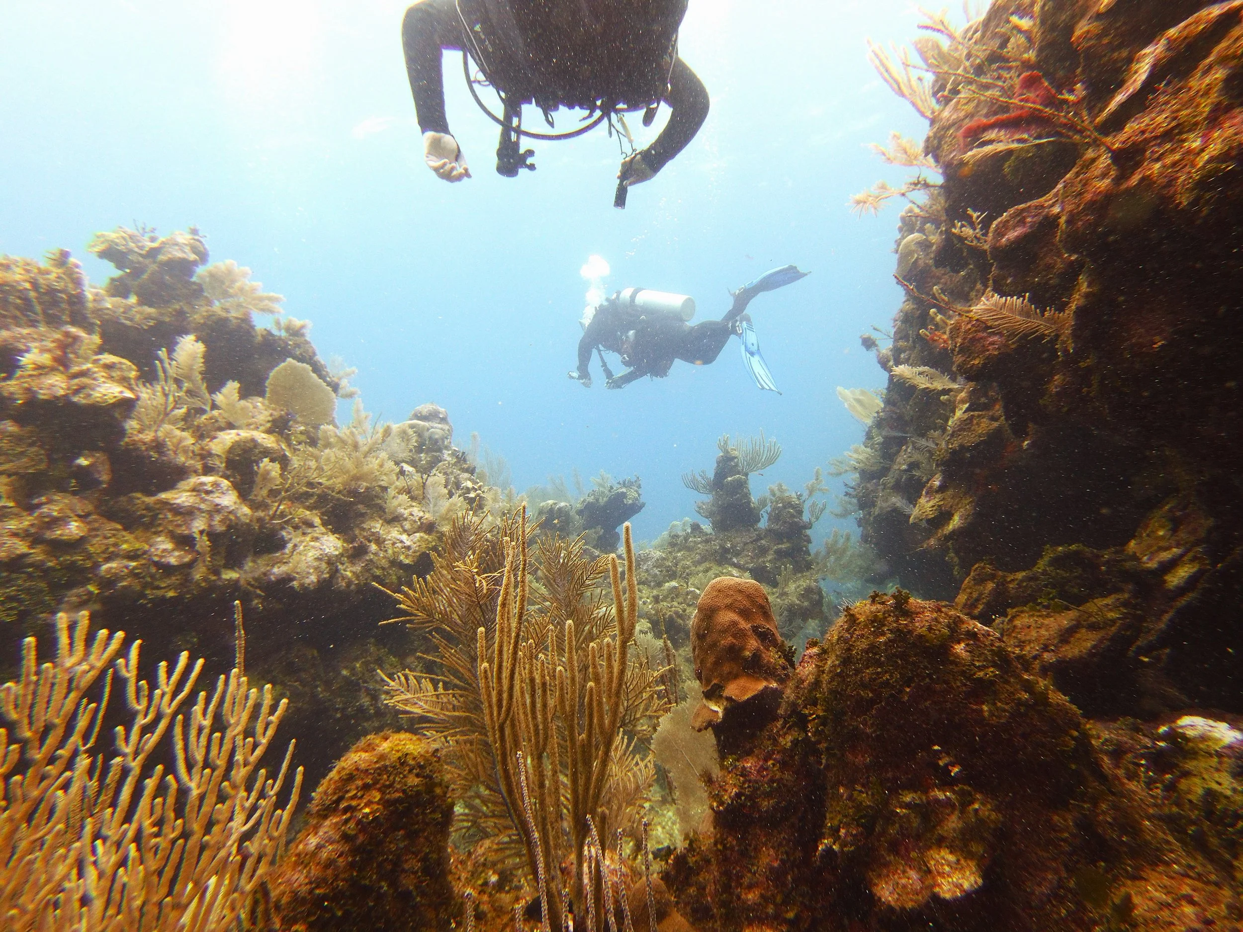 Sponsor a Diver - Scuba Divers on a Reef