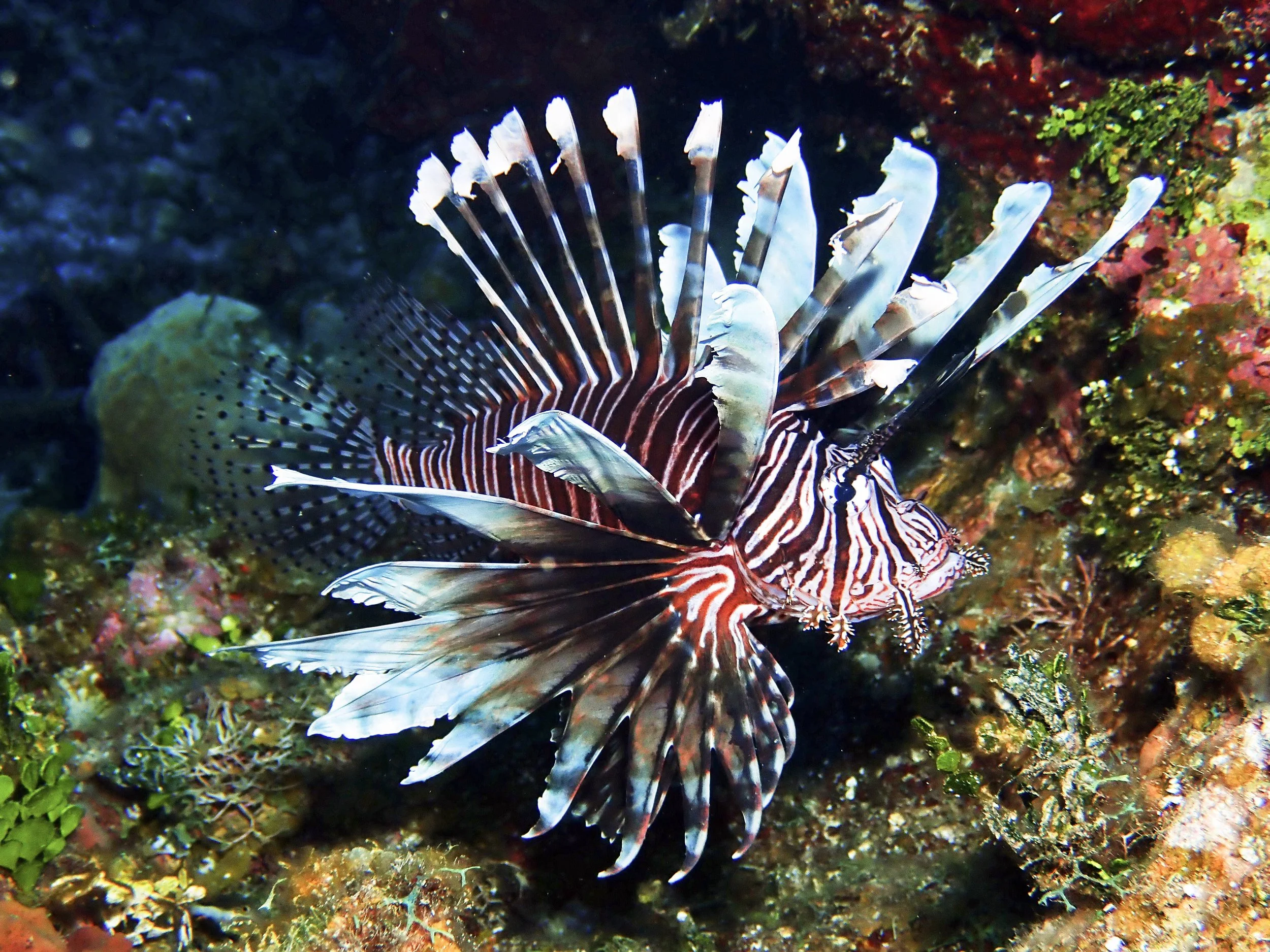 Lionfish on a coral reef