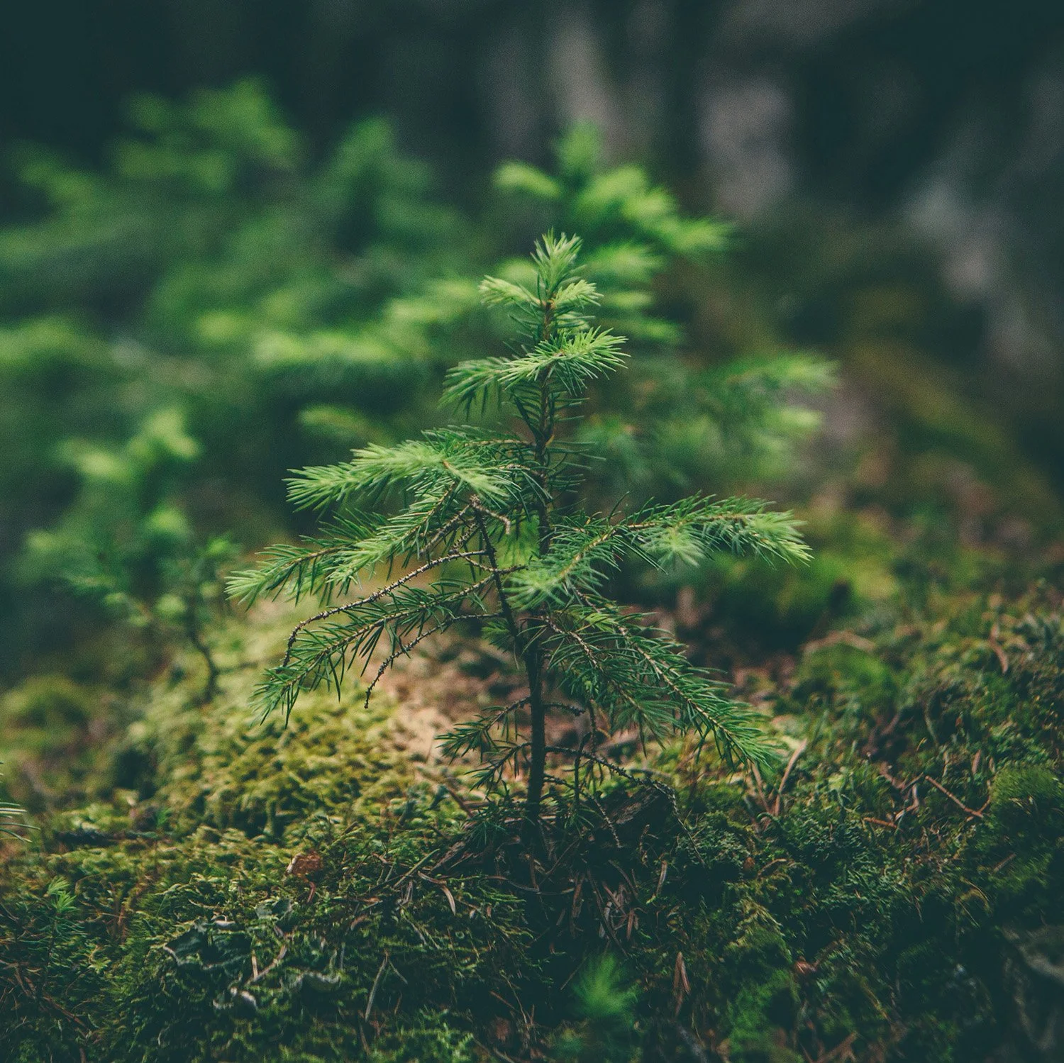A Case for Good Cheer