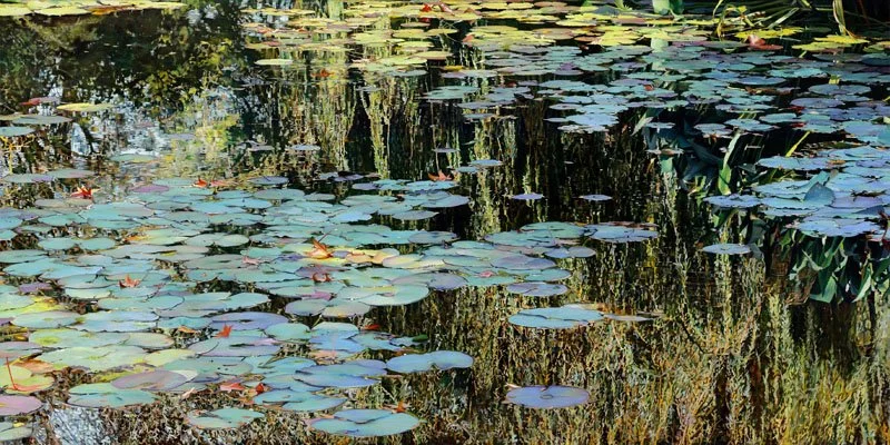 Laurence Saunois' Nympheus Luminansis: Water Lilies of Light