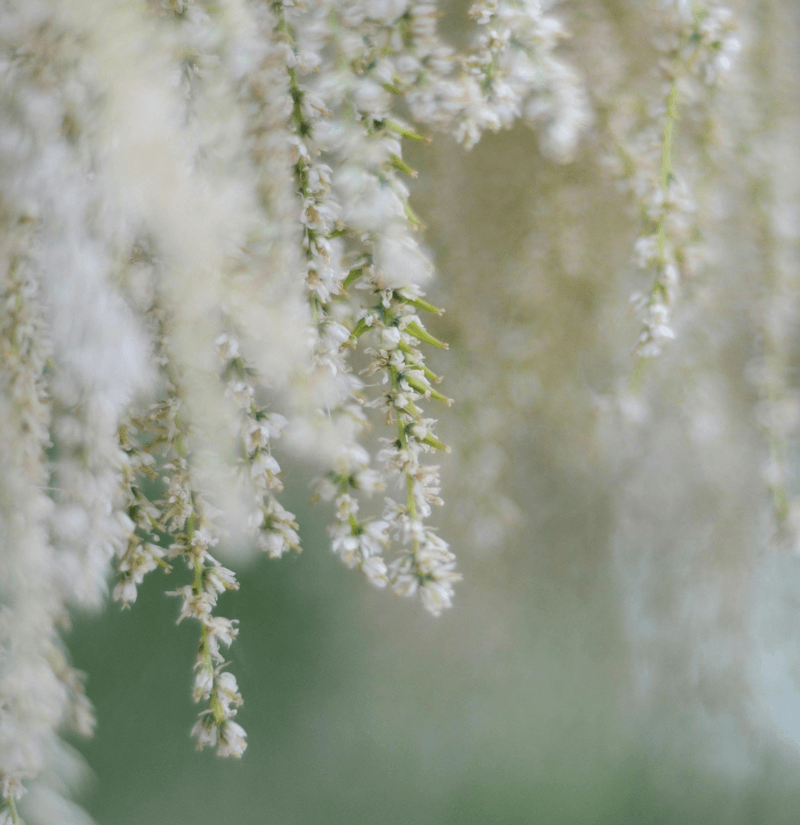 hanging white flowers on green background