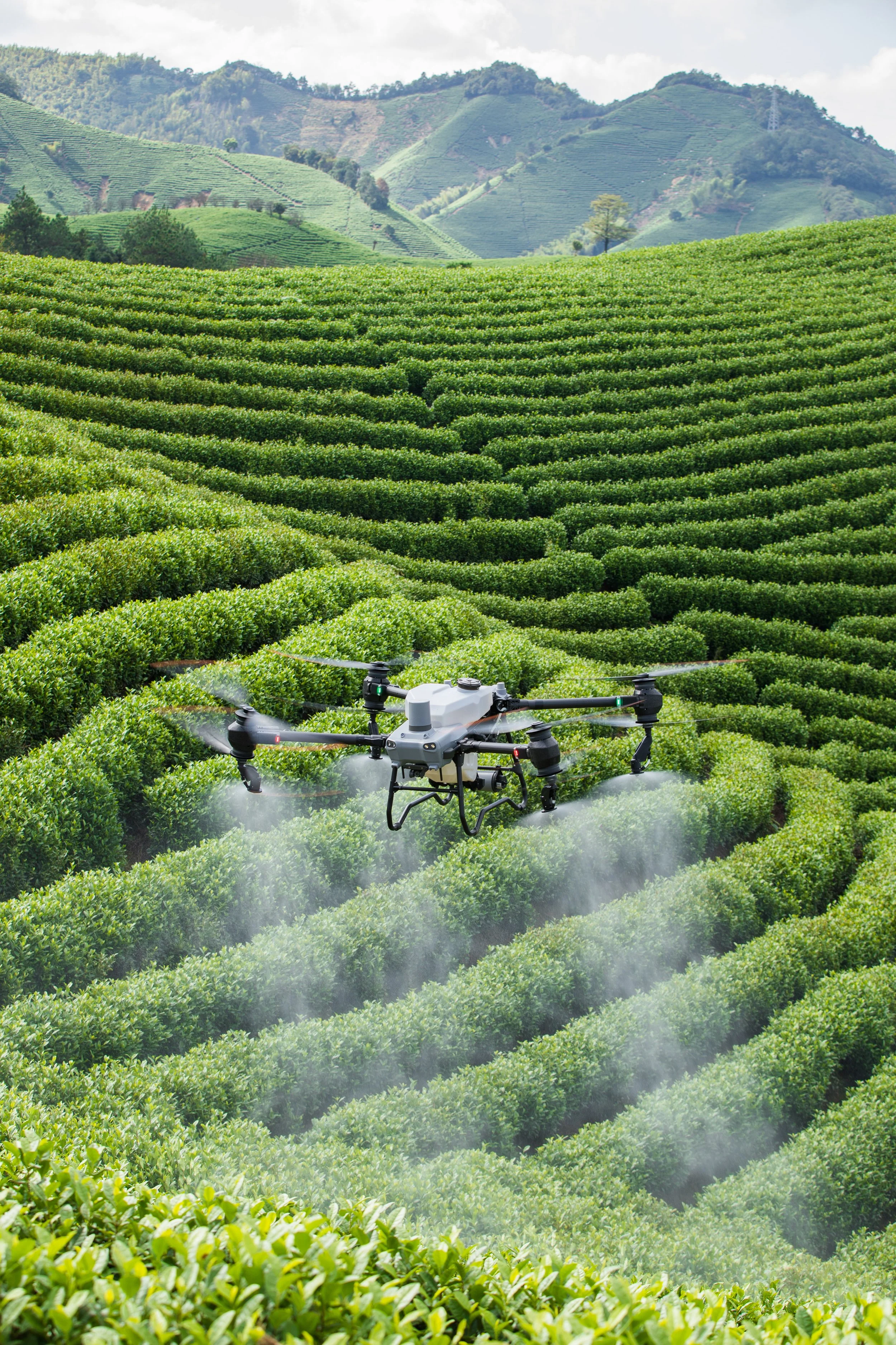 Drone sobrevoando plantações verdes de chá em um campo montanhoso.