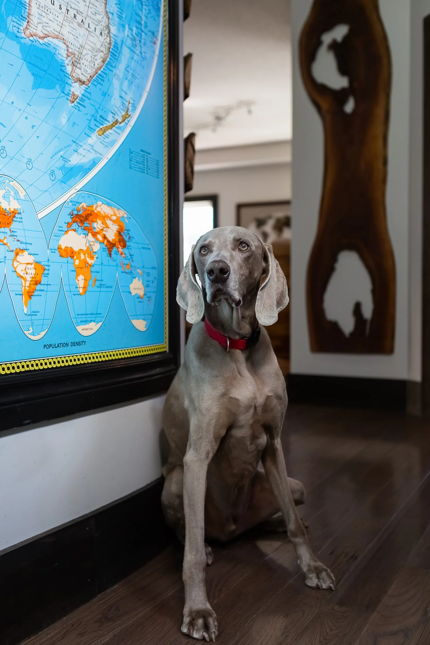 Antonia Giroux Photography-Dogs