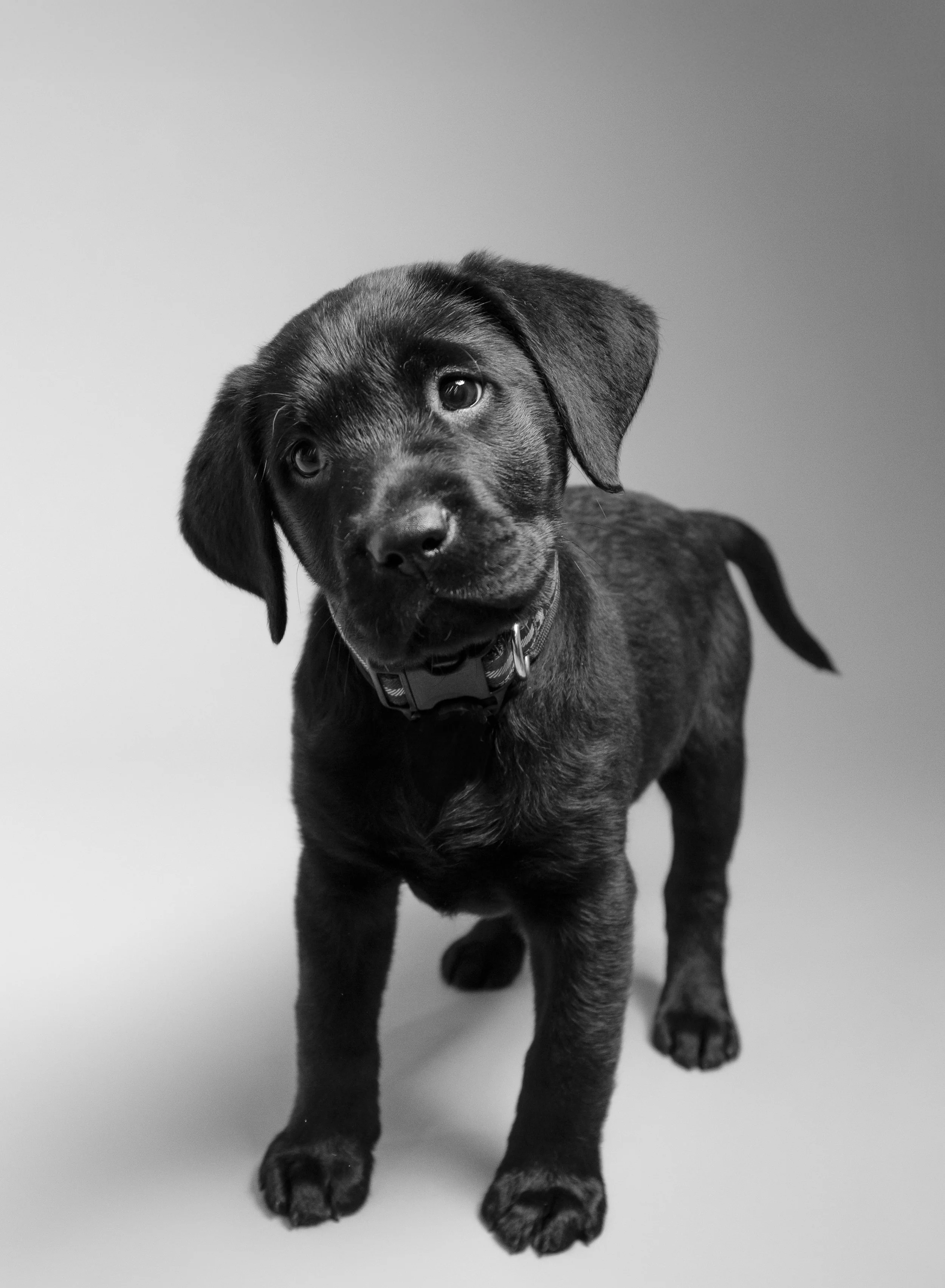 Antonia Giroux Photography-Dogs