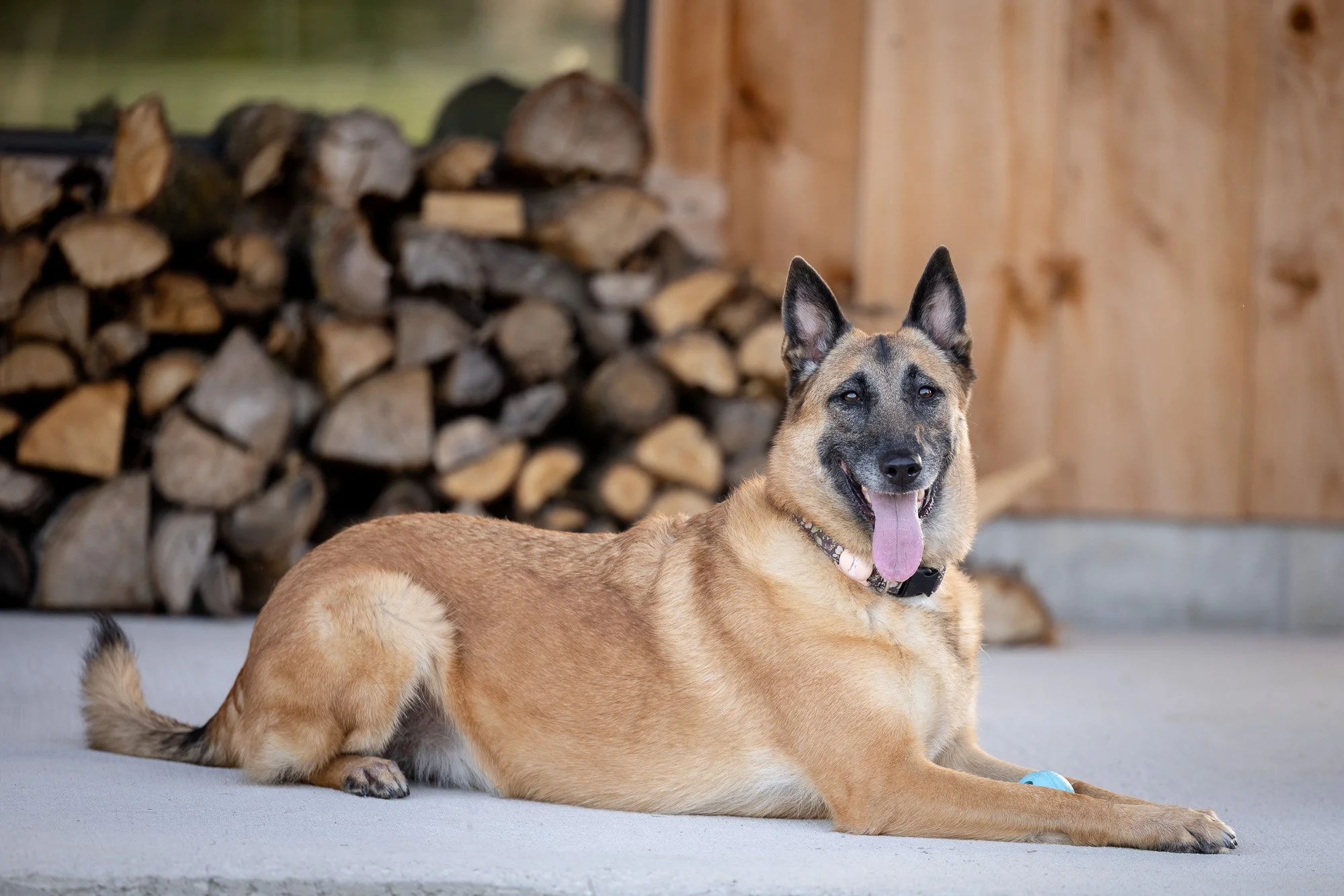 Antonia Giroux Photography-Dogs