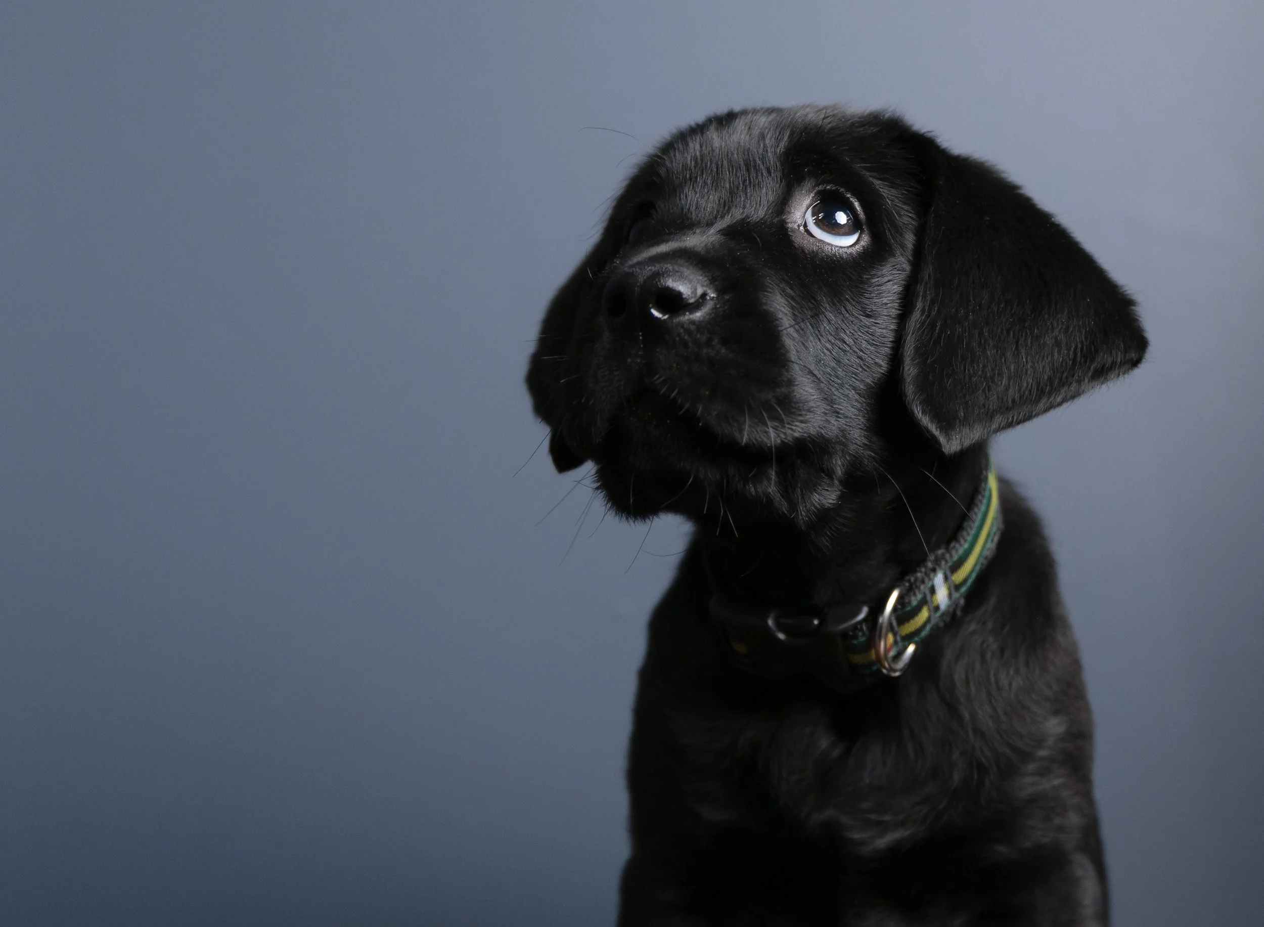 Antonia Giroux Photography-Dogs