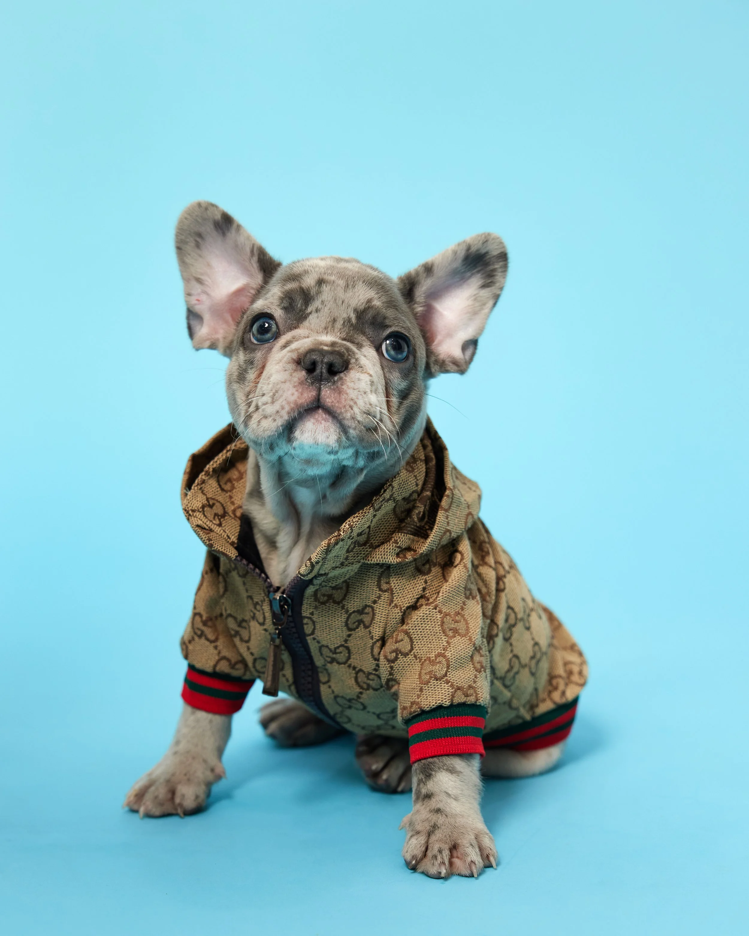 Antonia Giroux Photography-Dogs