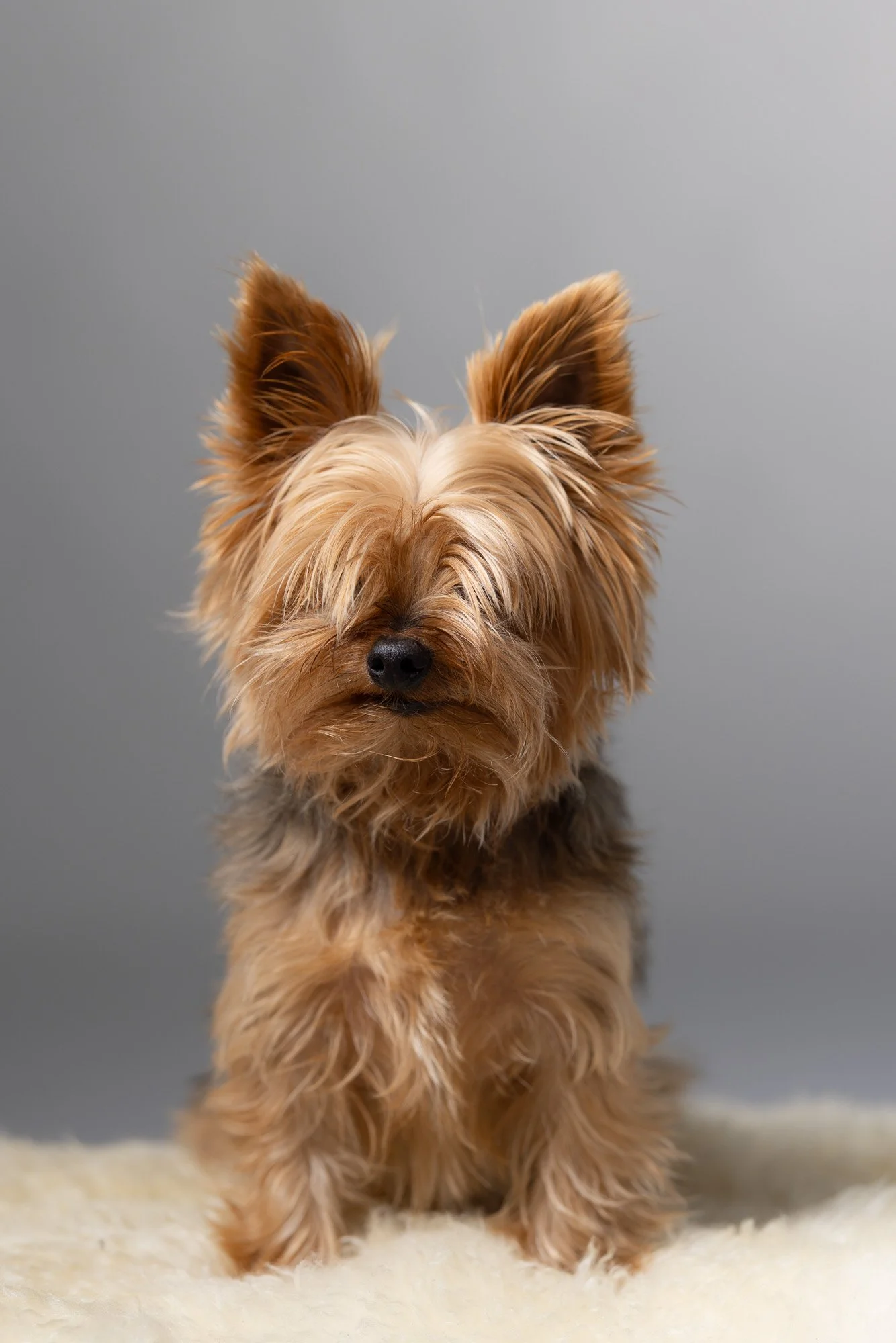 Antonia Giroux Photography-Dogs