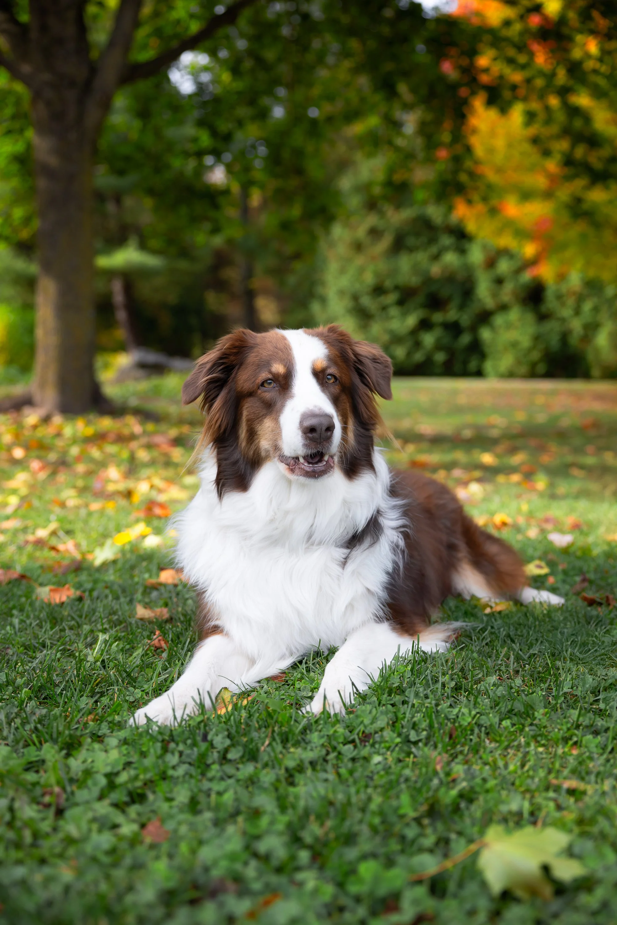 Antonia Giroux Photography-Dogs
