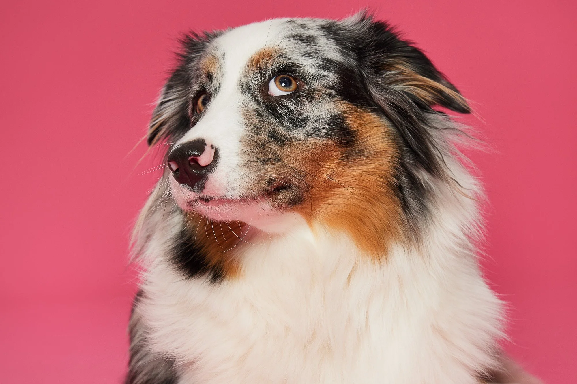 Antonia Giroux Photography-Dogs