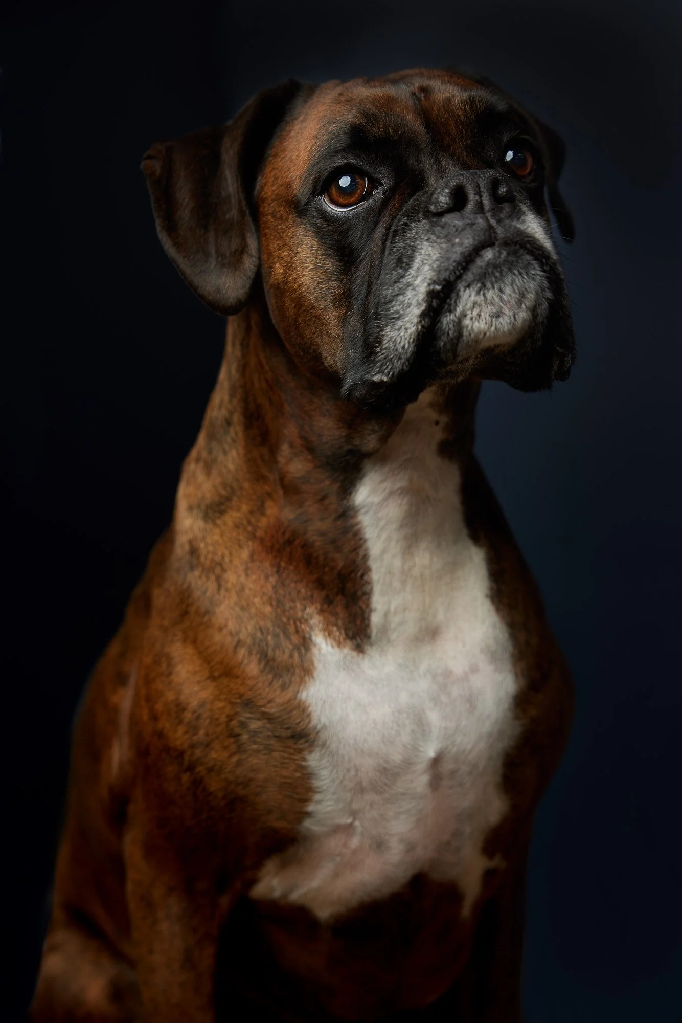 Antonia Giroux Photography-Dogs