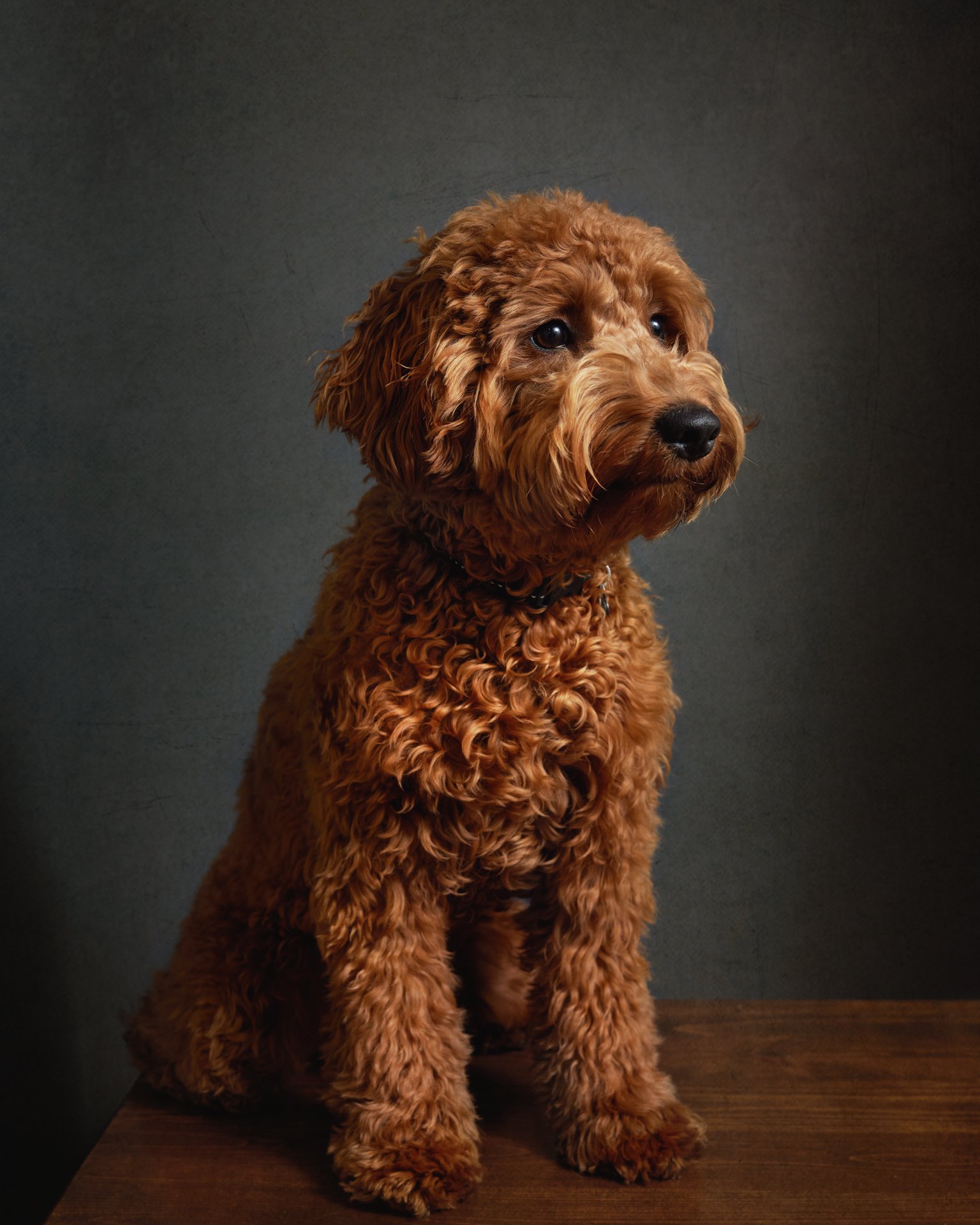 Antonia Giroux Photography-Dogs