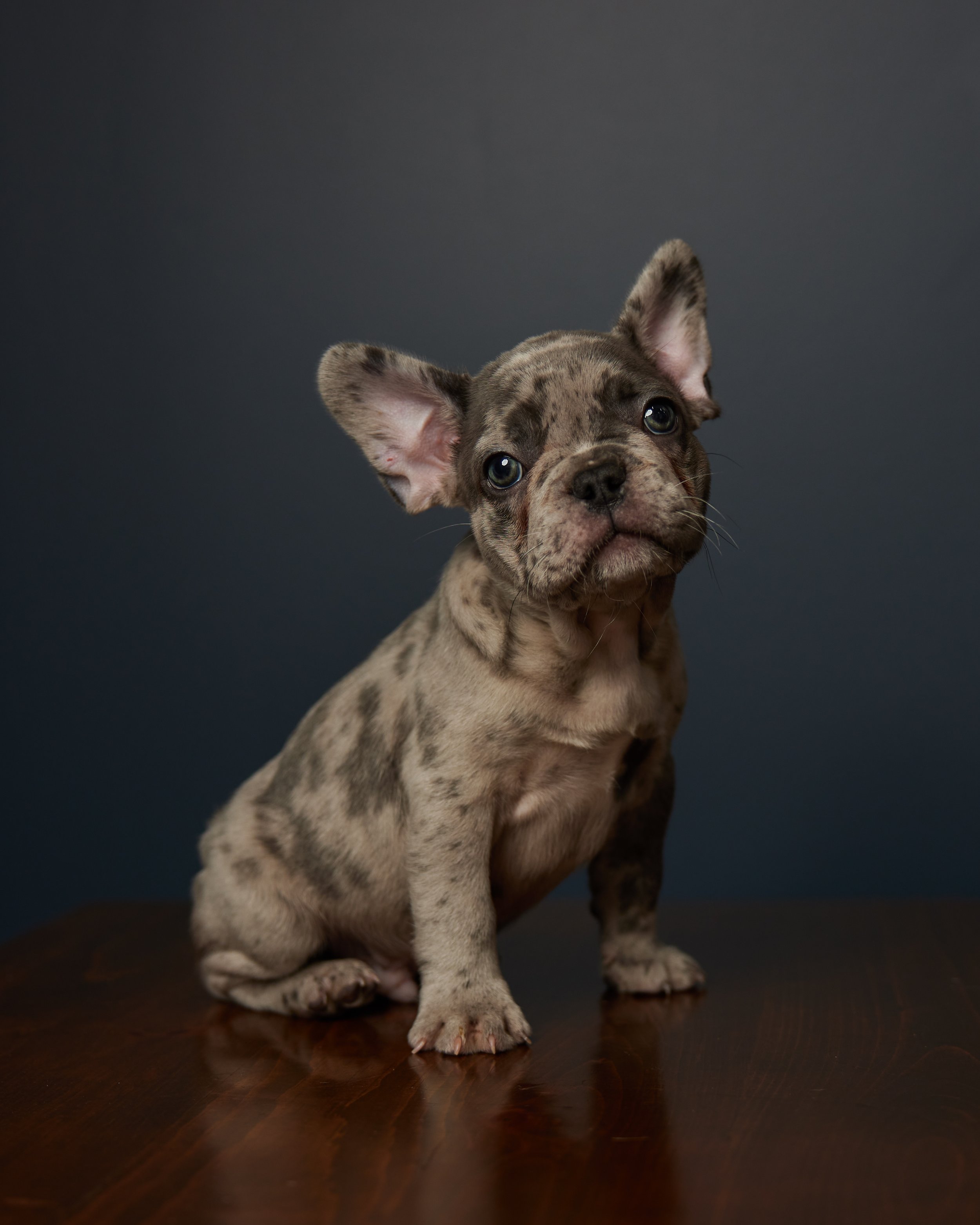 Antonia Giroux Photography-Dogs