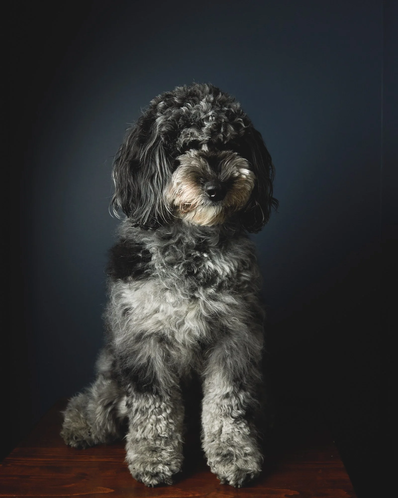 Antonia Giroux Photography-Dogs