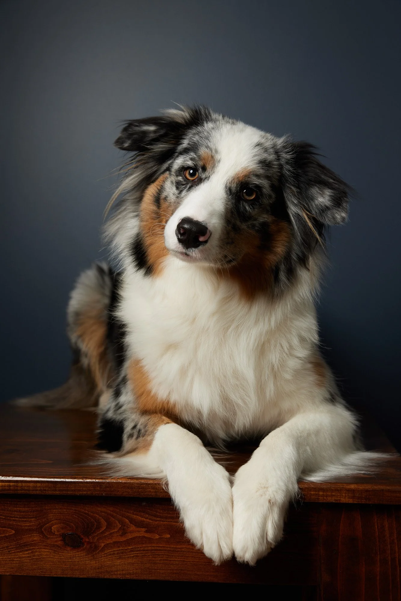 Antonia Giroux Photography-Dogs
