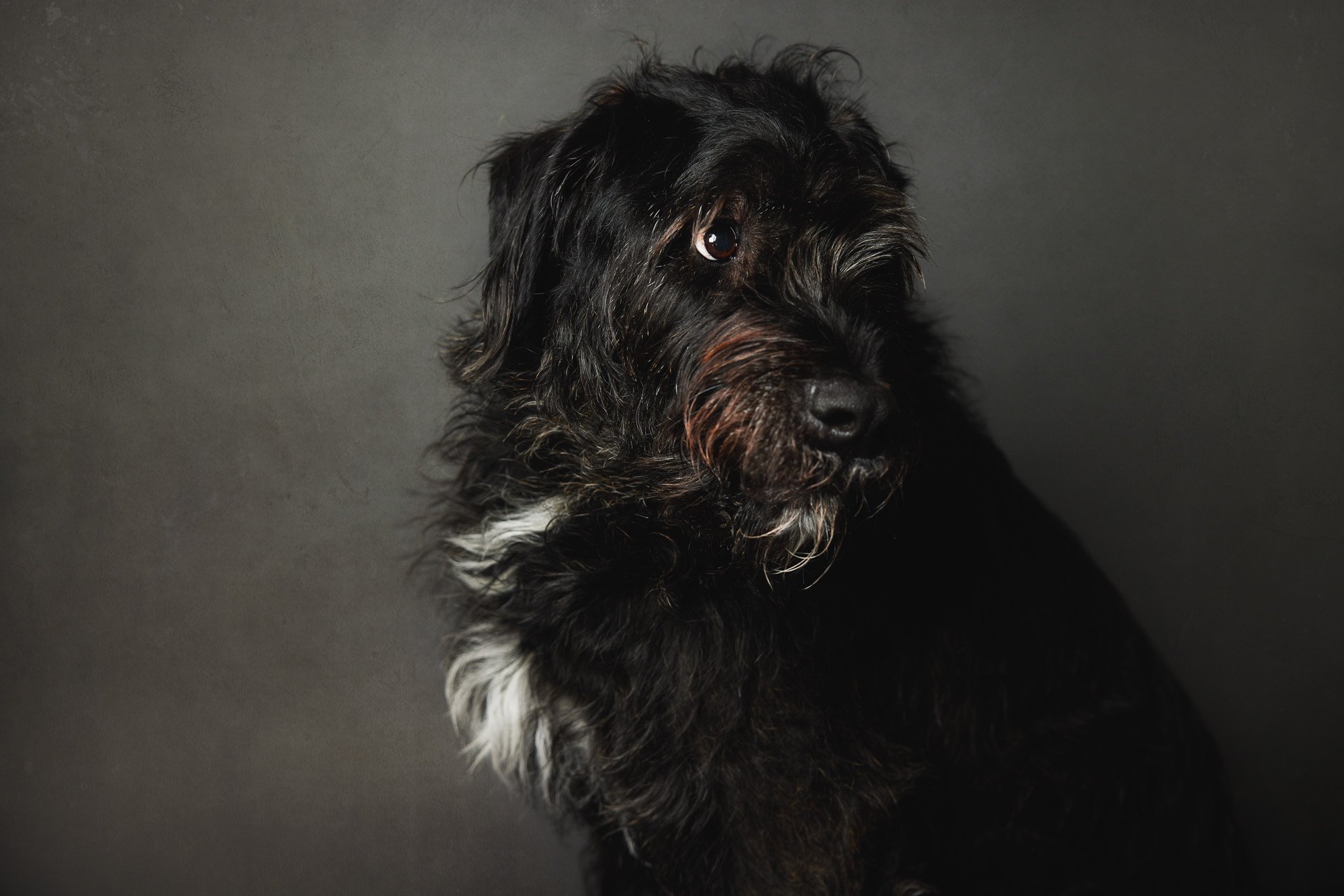 Antonia Giroux Photography-Dogs