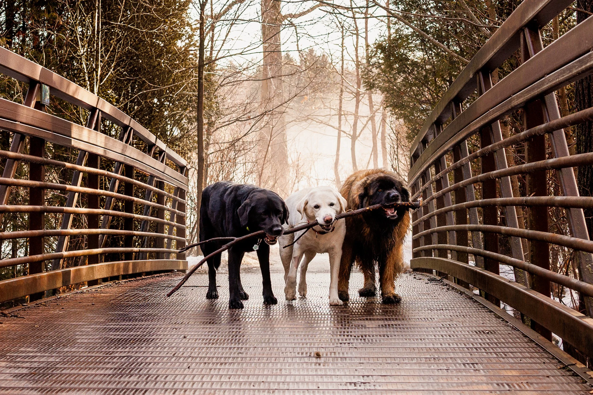 Dog Photography