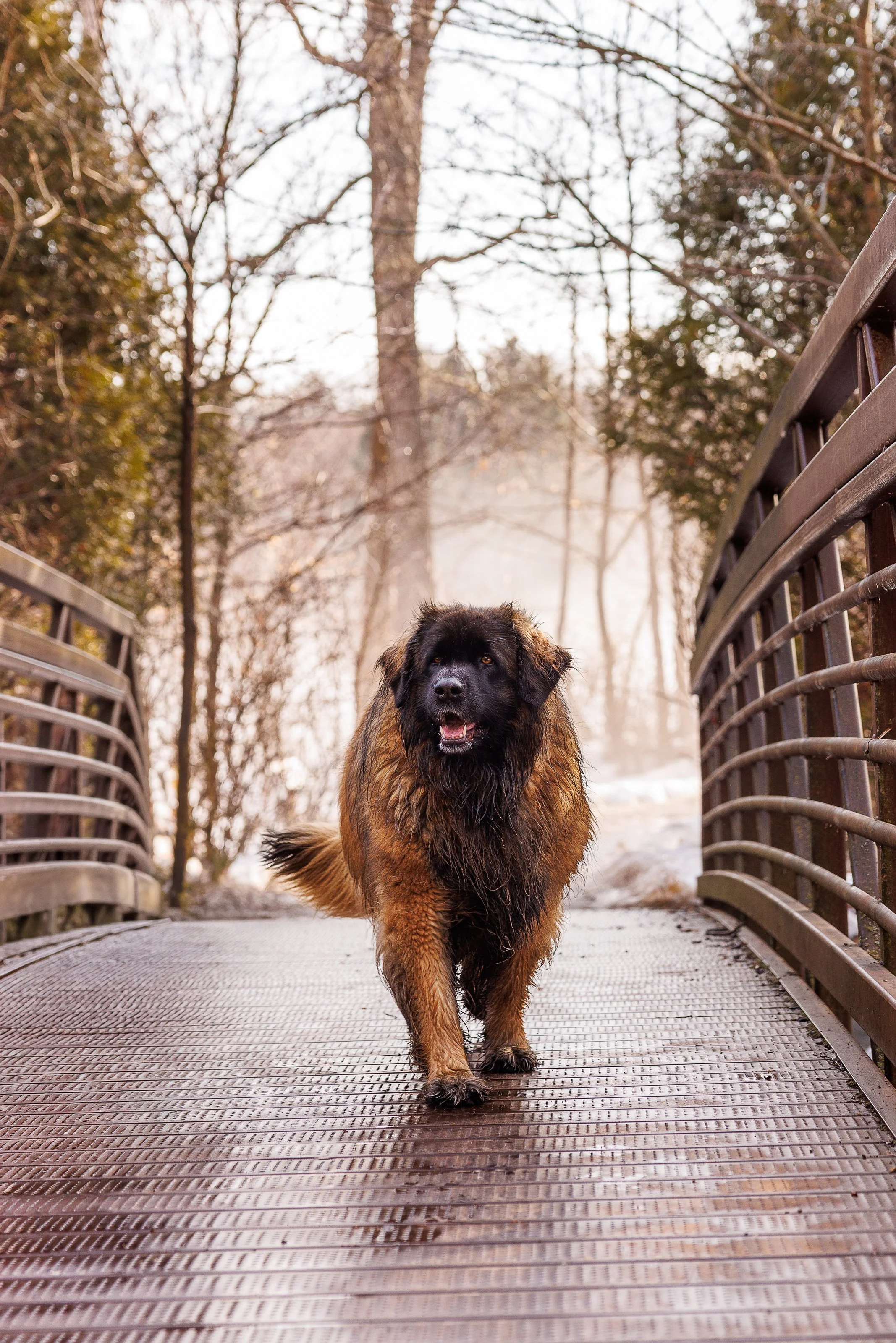 Antonia Giroux Photography-Dogs