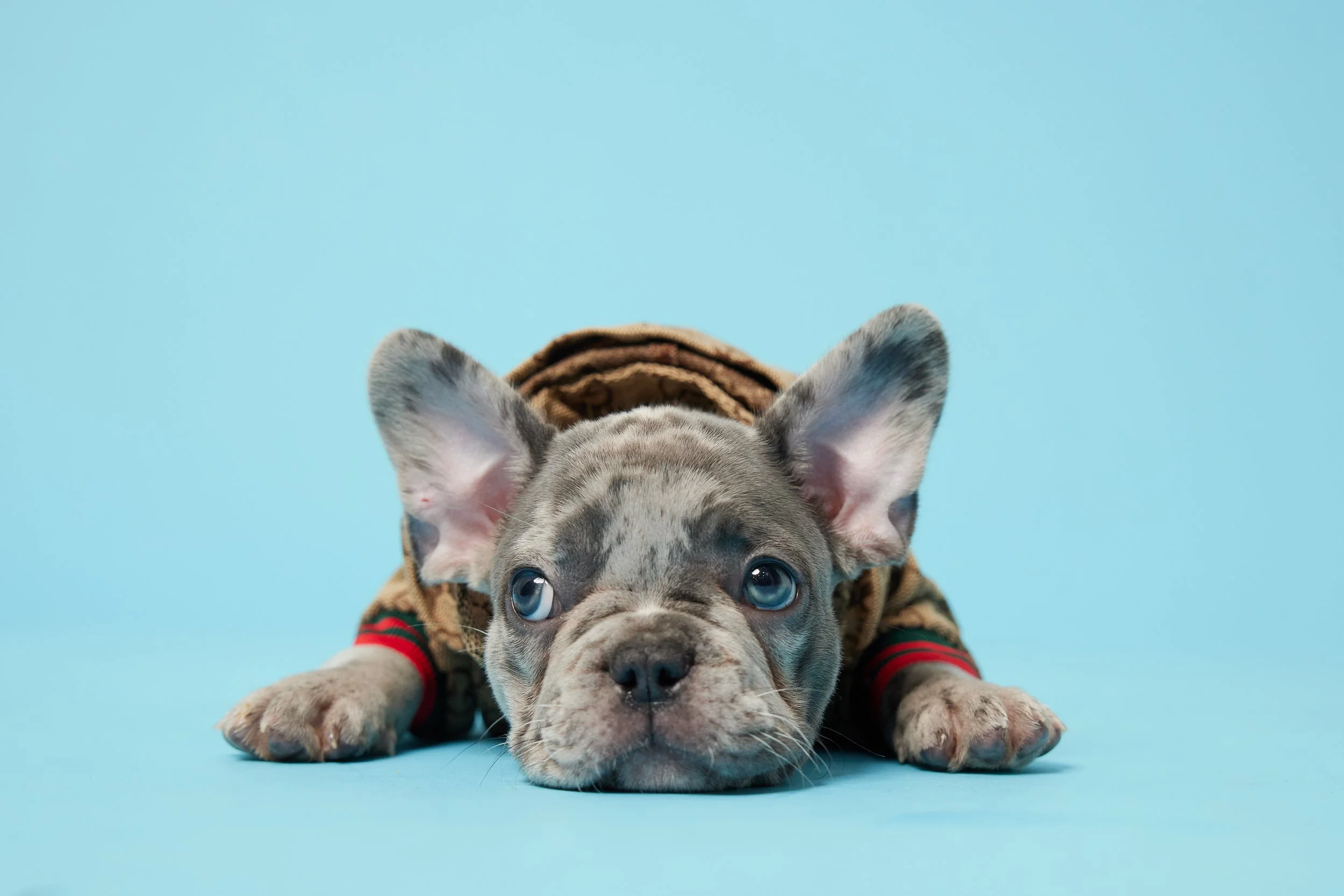 Antonia Giroux Photography-Dogs