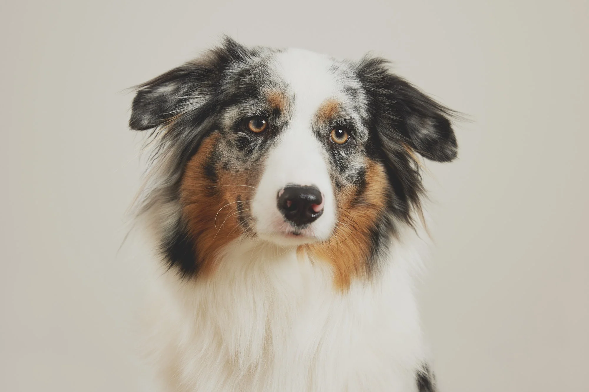 Antonia Giroux Photography-Dogs