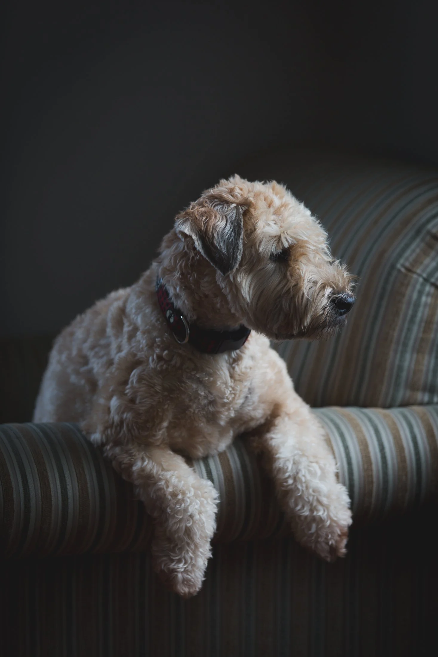Antonia Giroux Photography-Dogs