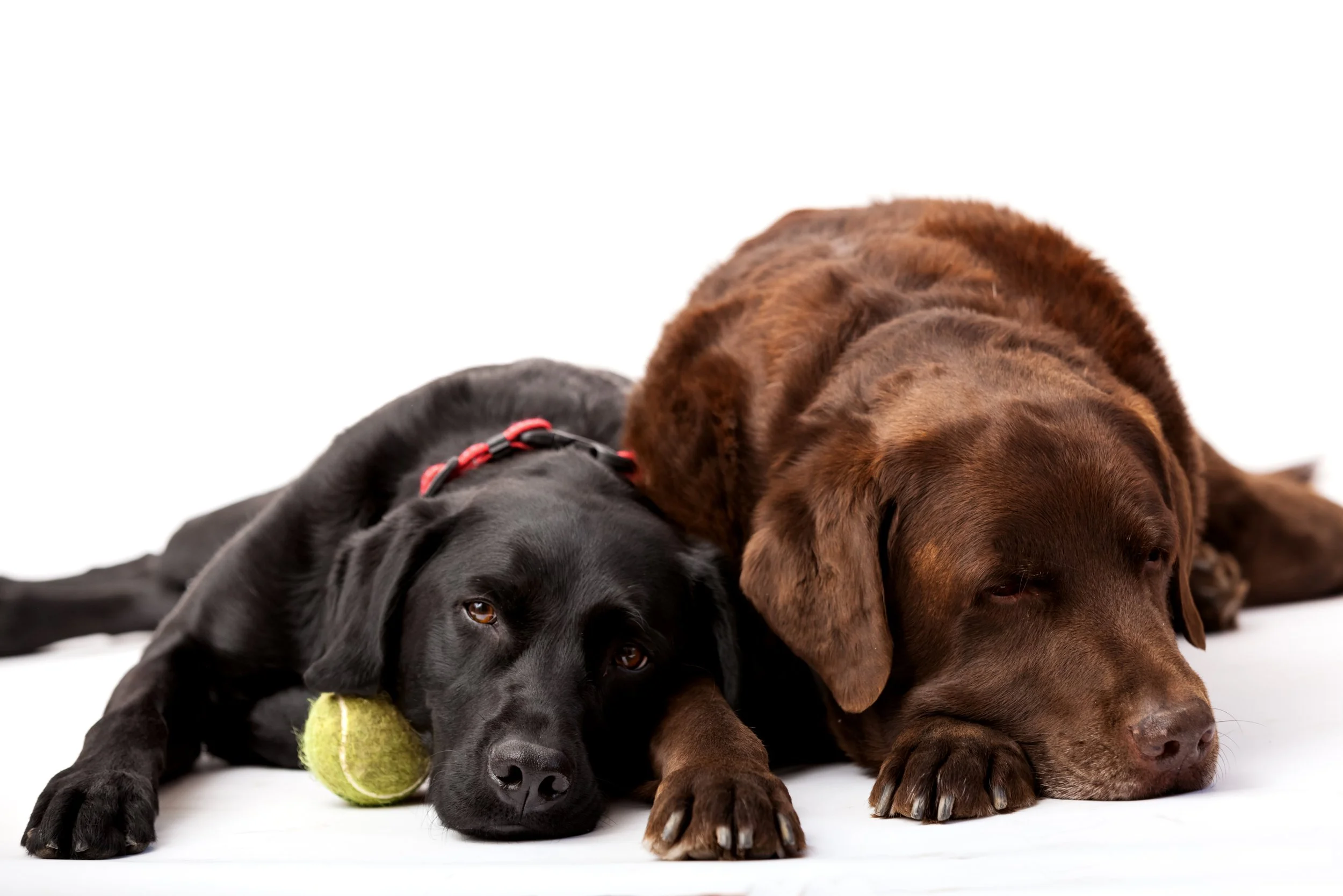 Antonia Giroux Photography-Dogs